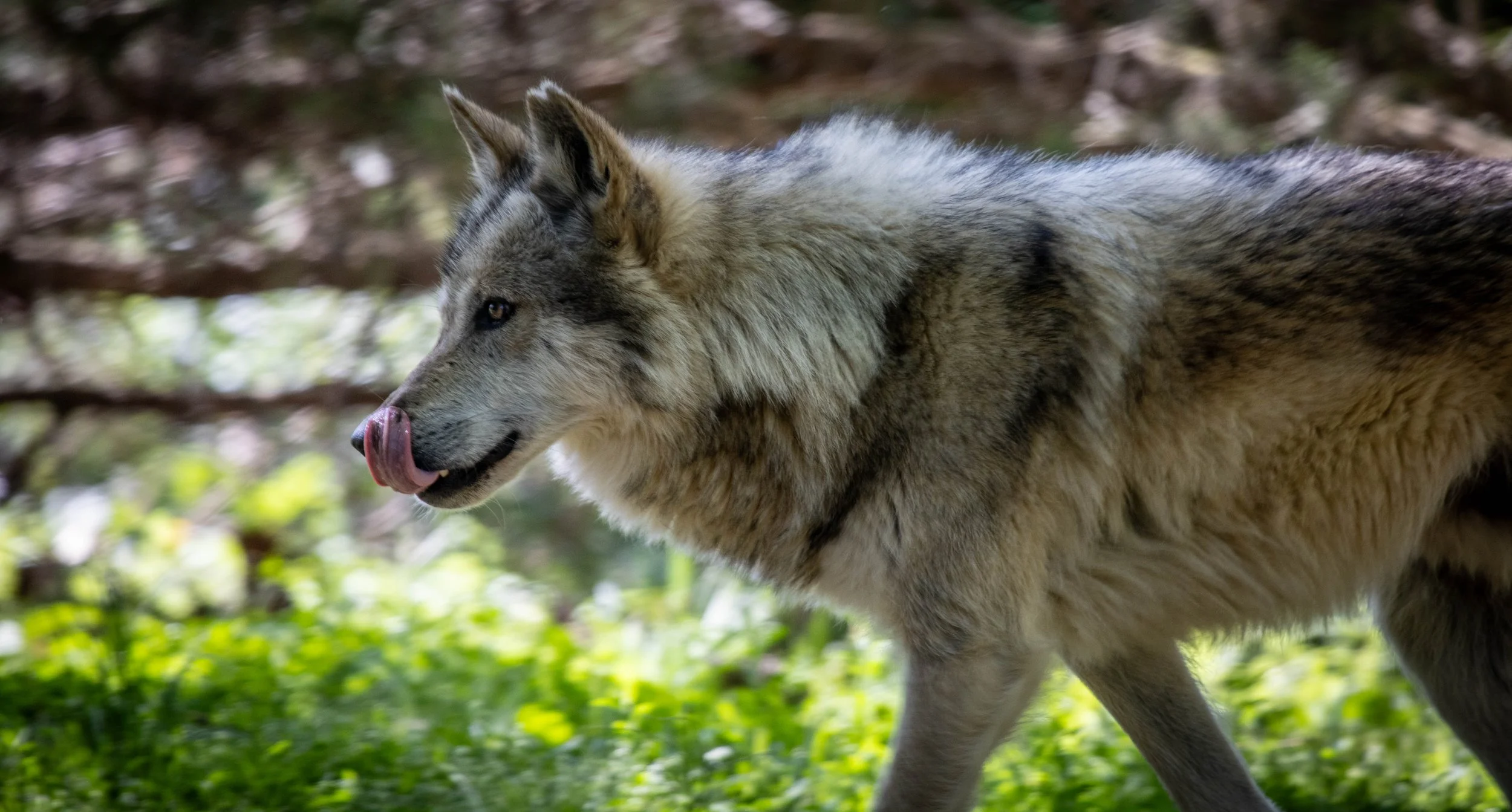 Mexican Gray Wolf 3 (1 of 1).jpg