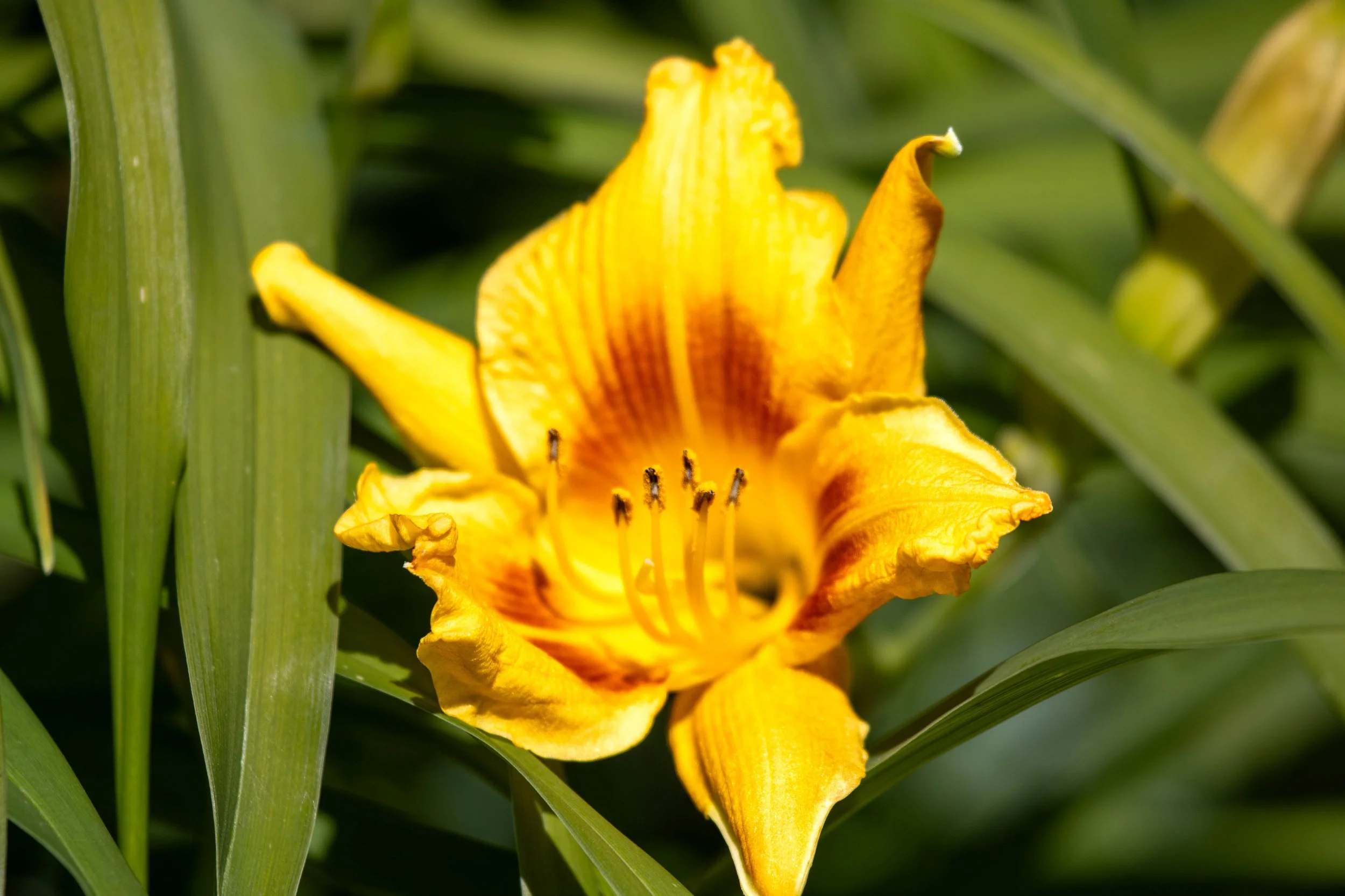 flower 12 (1 of 1).jpg