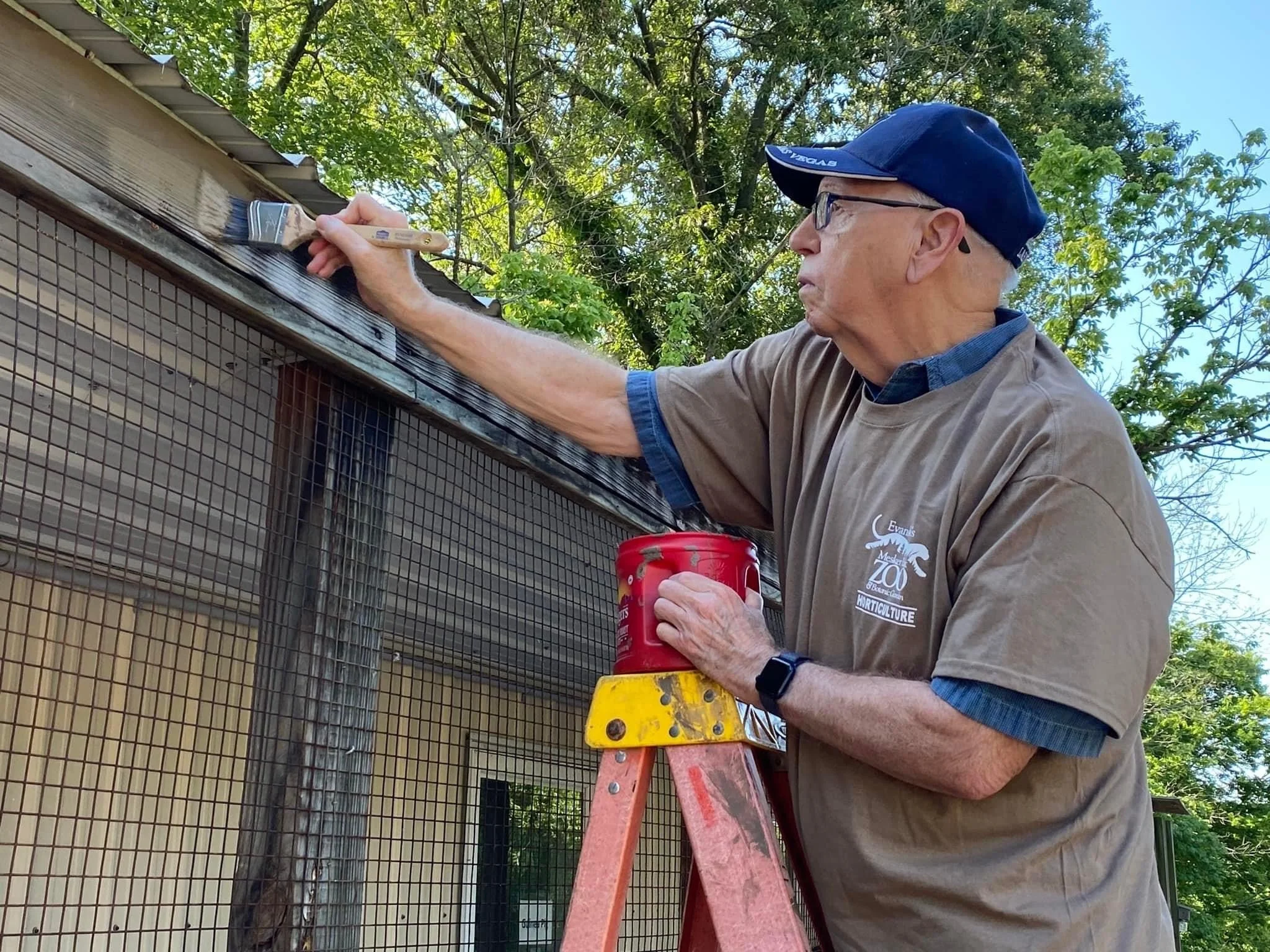 An older man wearing a blue cap, glasses, and a tan shirt stands on a yellow ladder, painting the top edge of a wooden and wire mesh fence outdoors. There are green trees and a blue sky in the background.