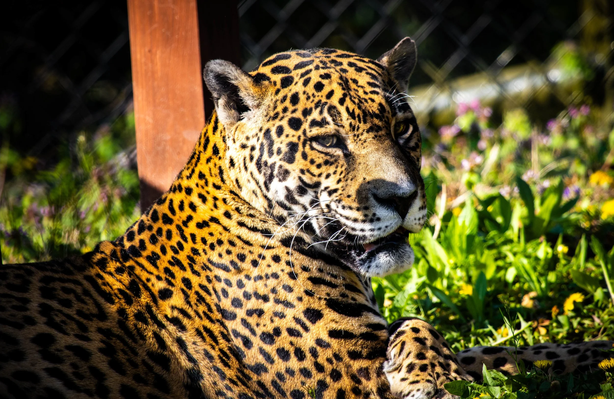 Copy of Jaguar(3).jpg