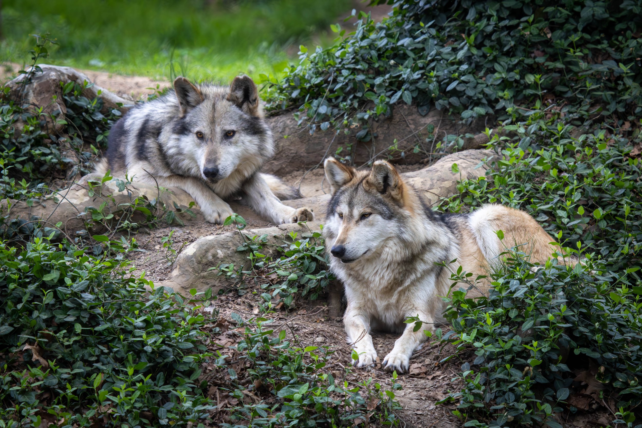 Copy of gray wolves (1 of 1).jpg