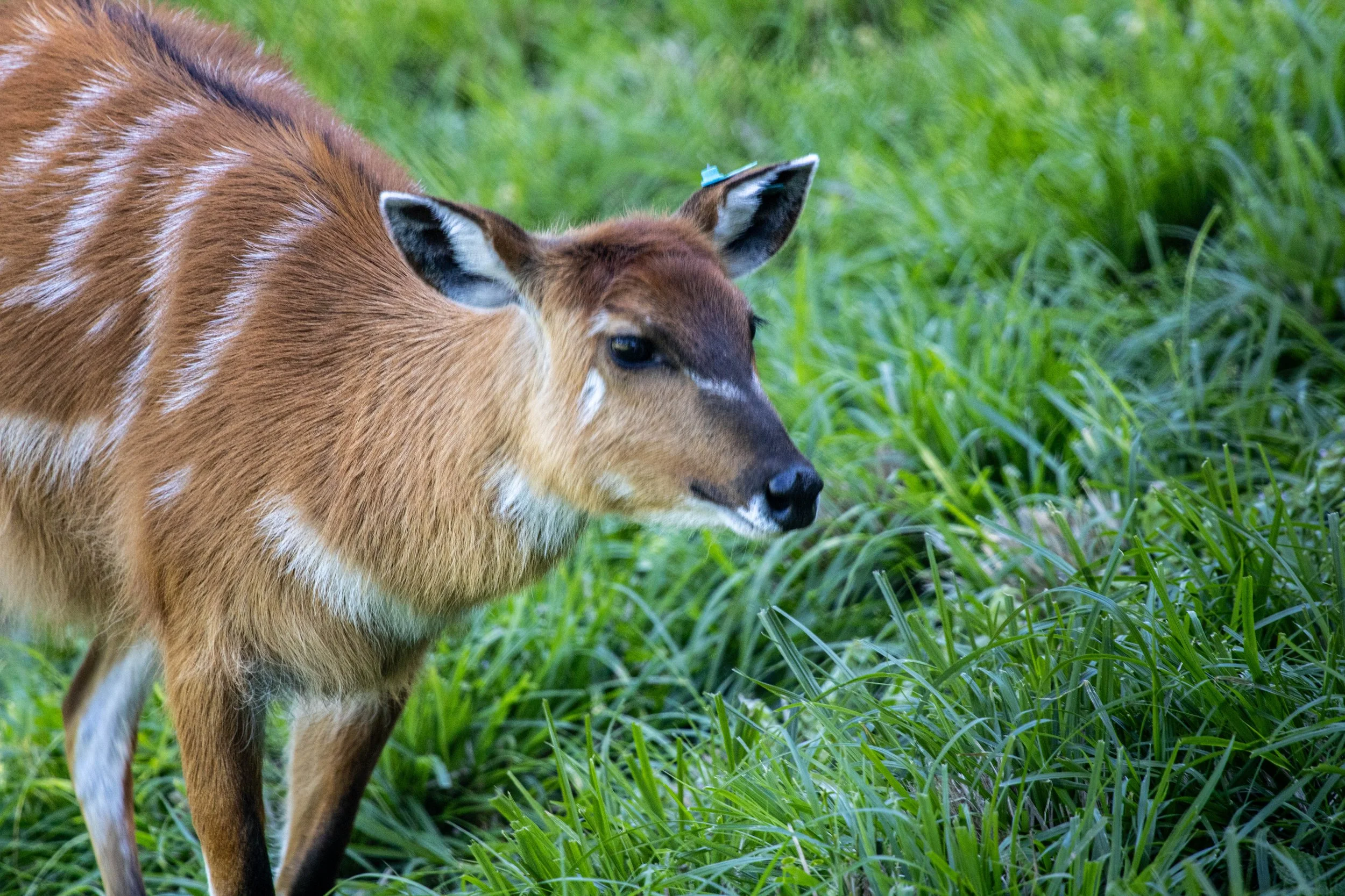 Sitatunga (1 of 1)(1).jpg