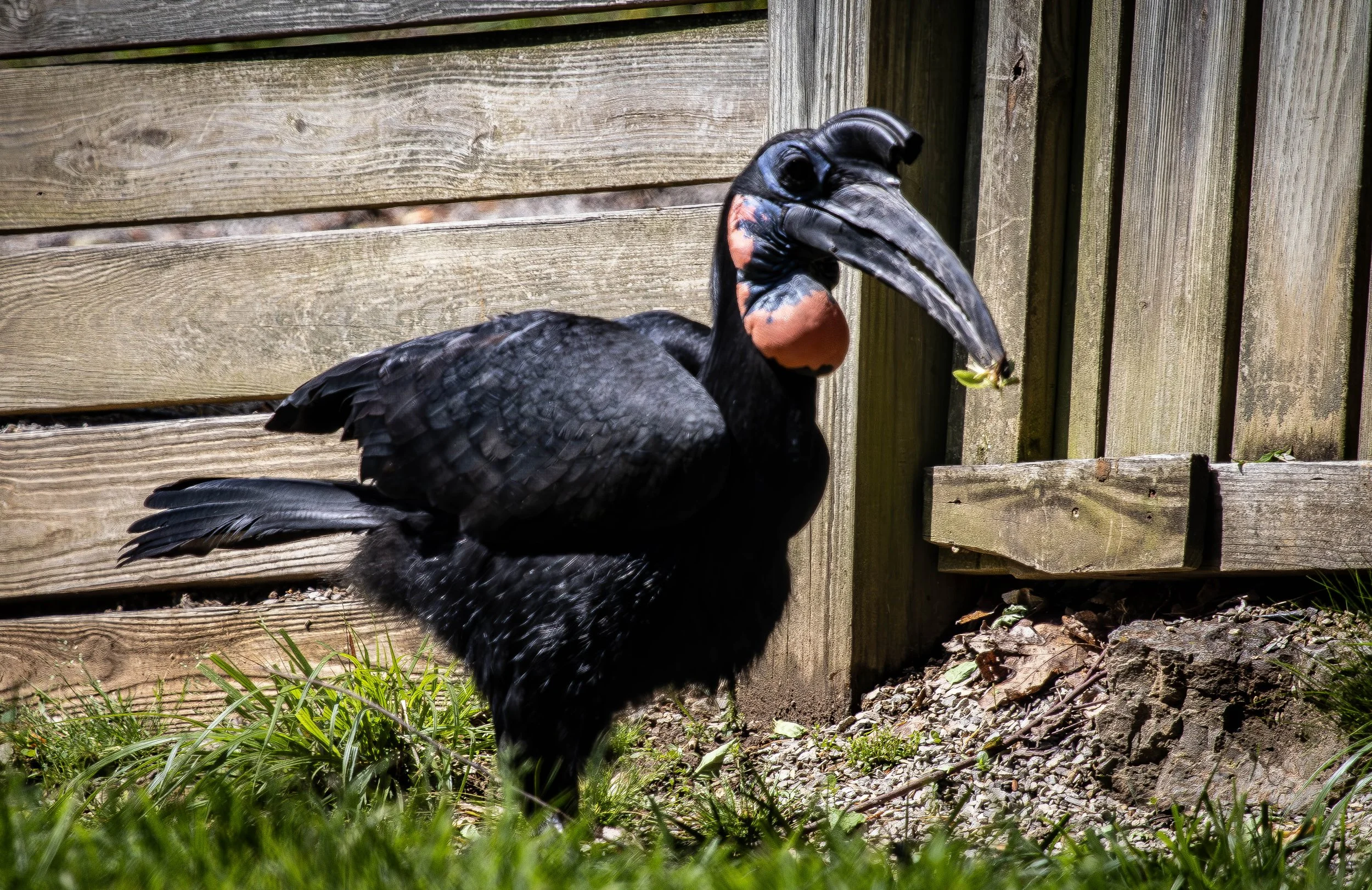 Hornbill (1 of 1).jpg