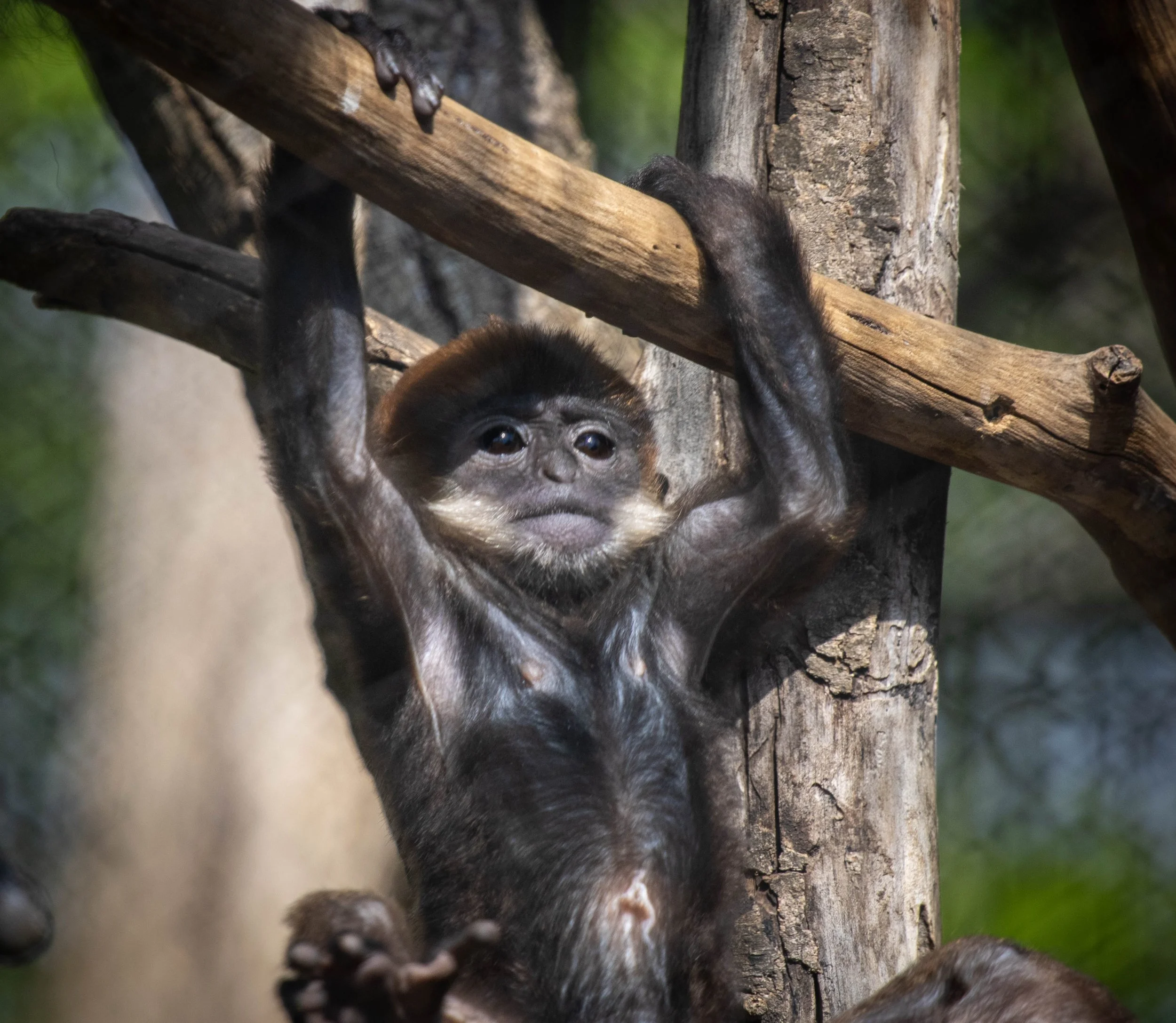 A baby monkey clinging to a tree branch, with its face and paws visible, surrounded by green foliage.