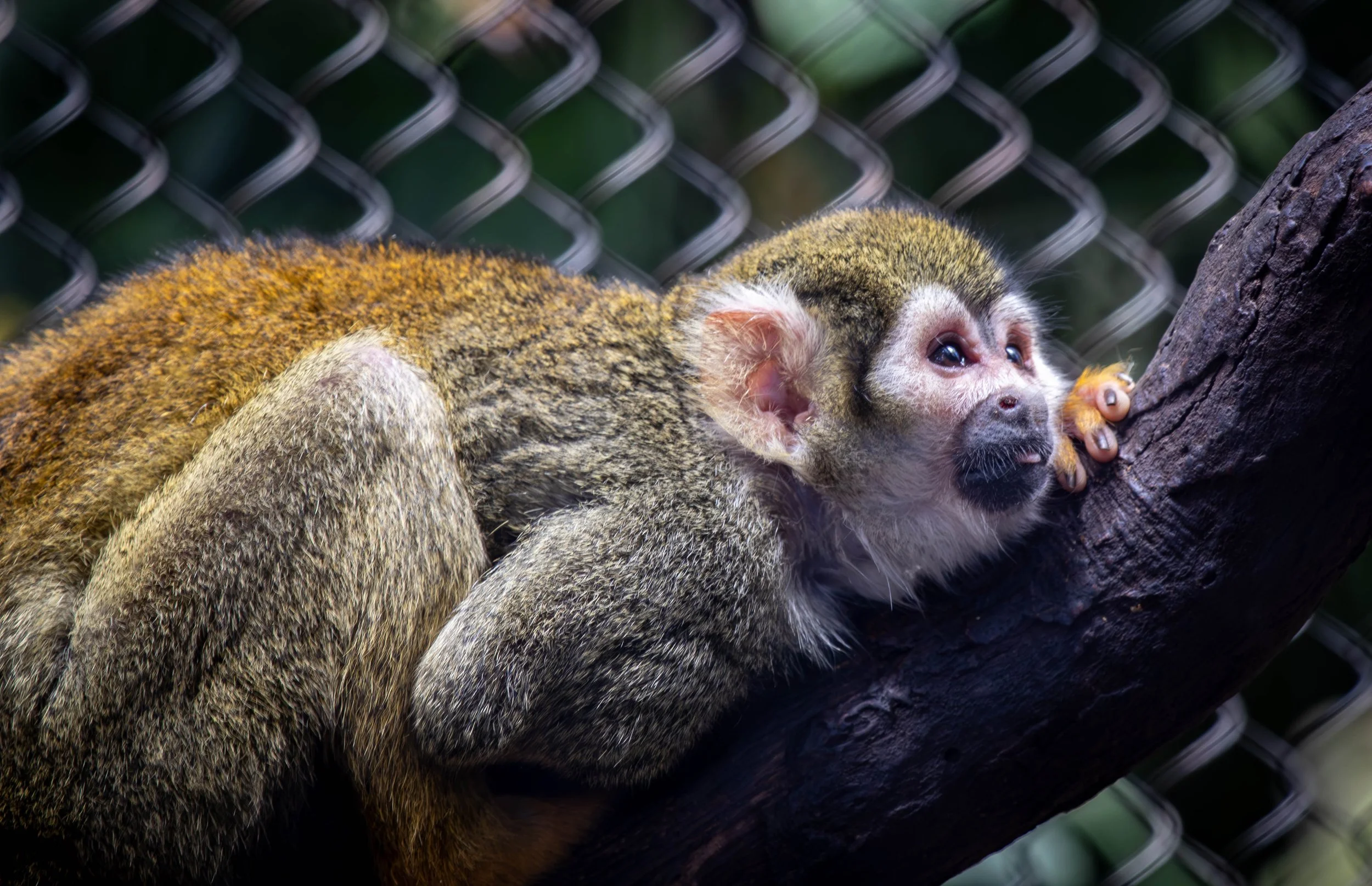 Squirel Monkey (1 of 1)(1).jpg