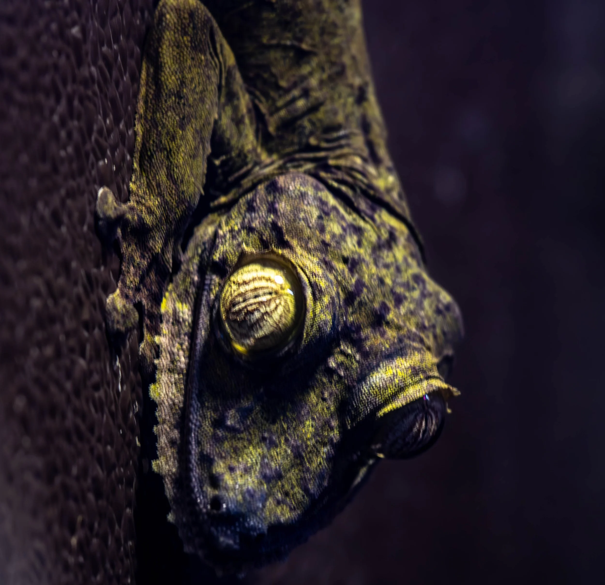 Flat tailed Gecko.jpg