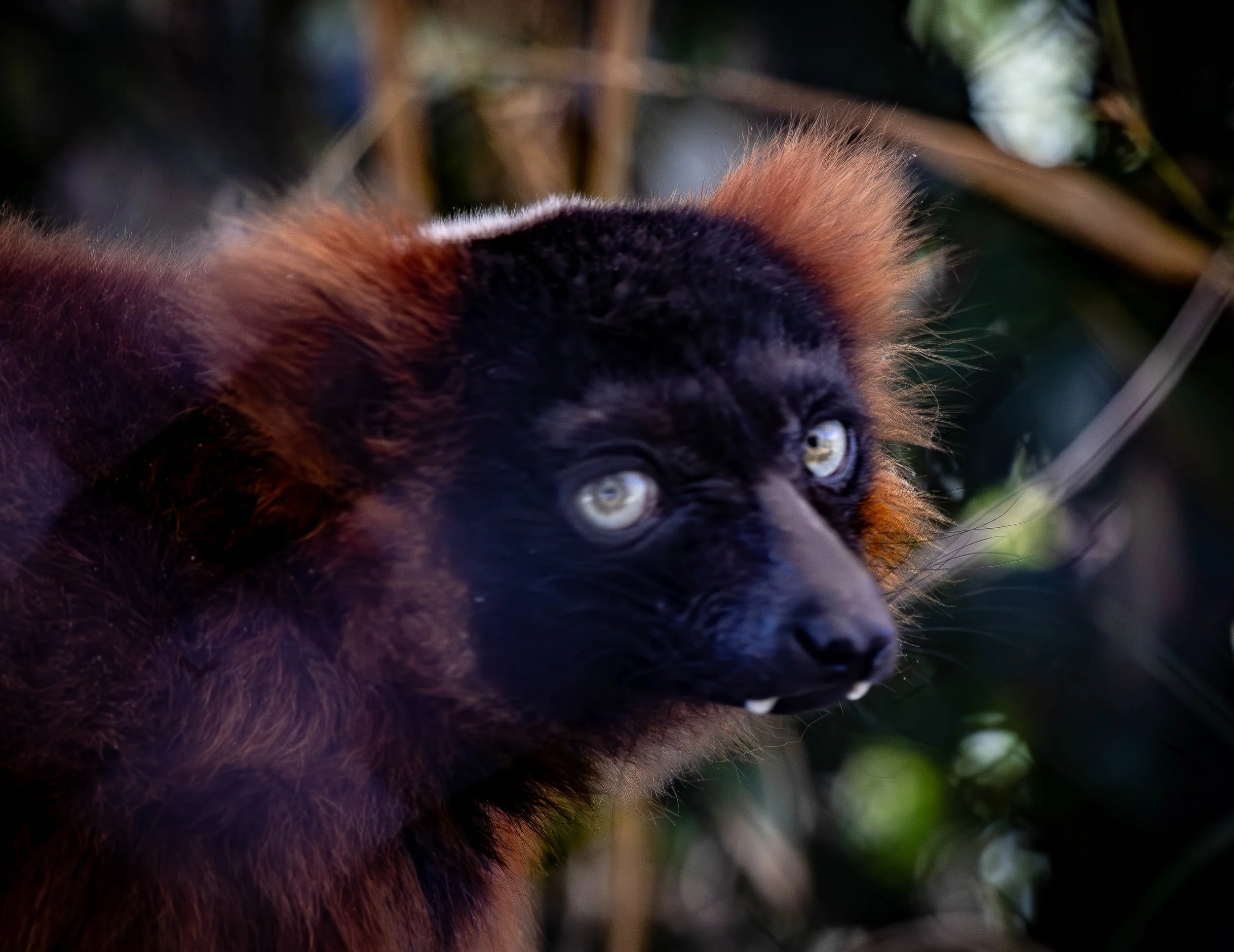 red ruffed lemur (1 of 1).jpg