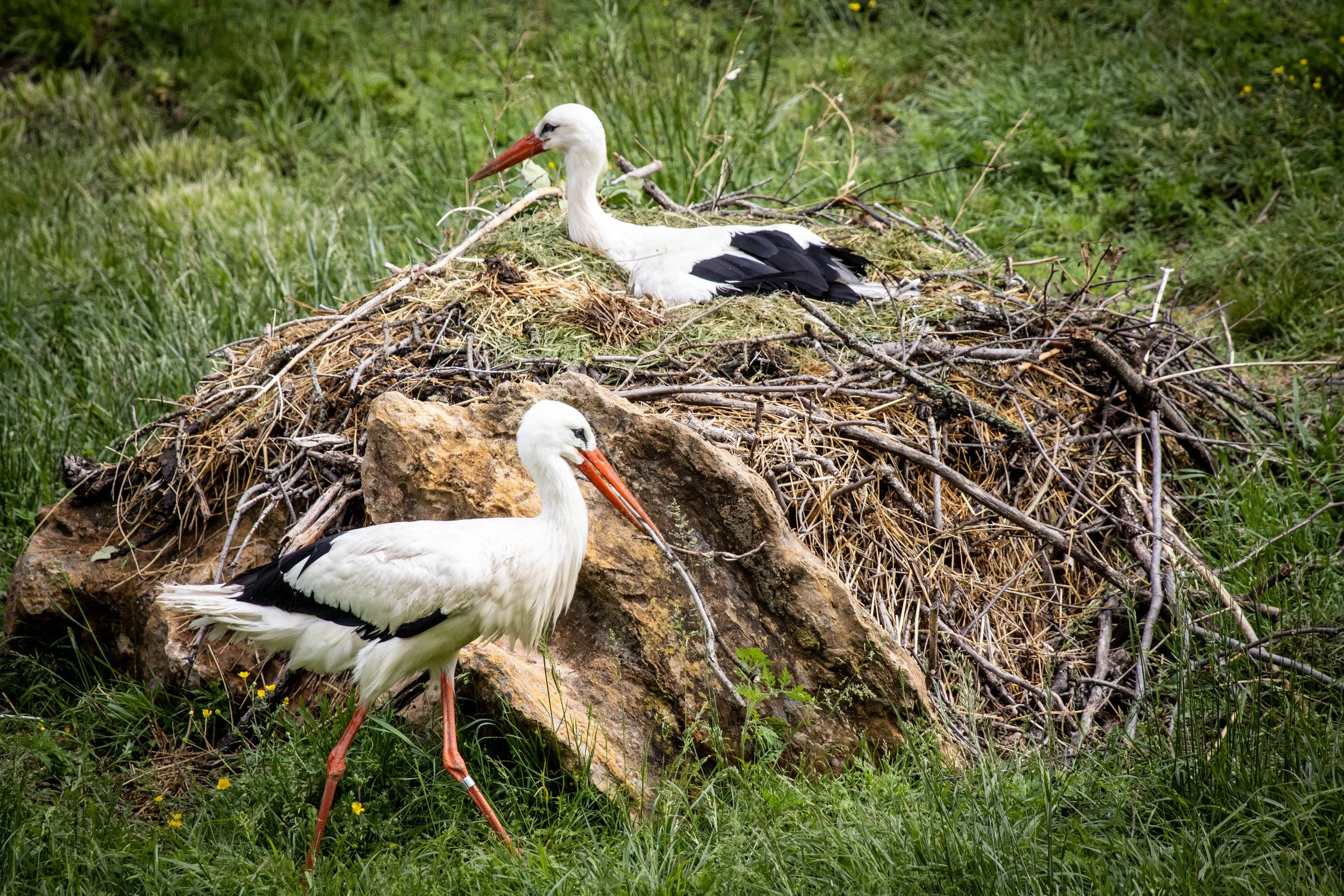 storks nest (1 of 1).jpg