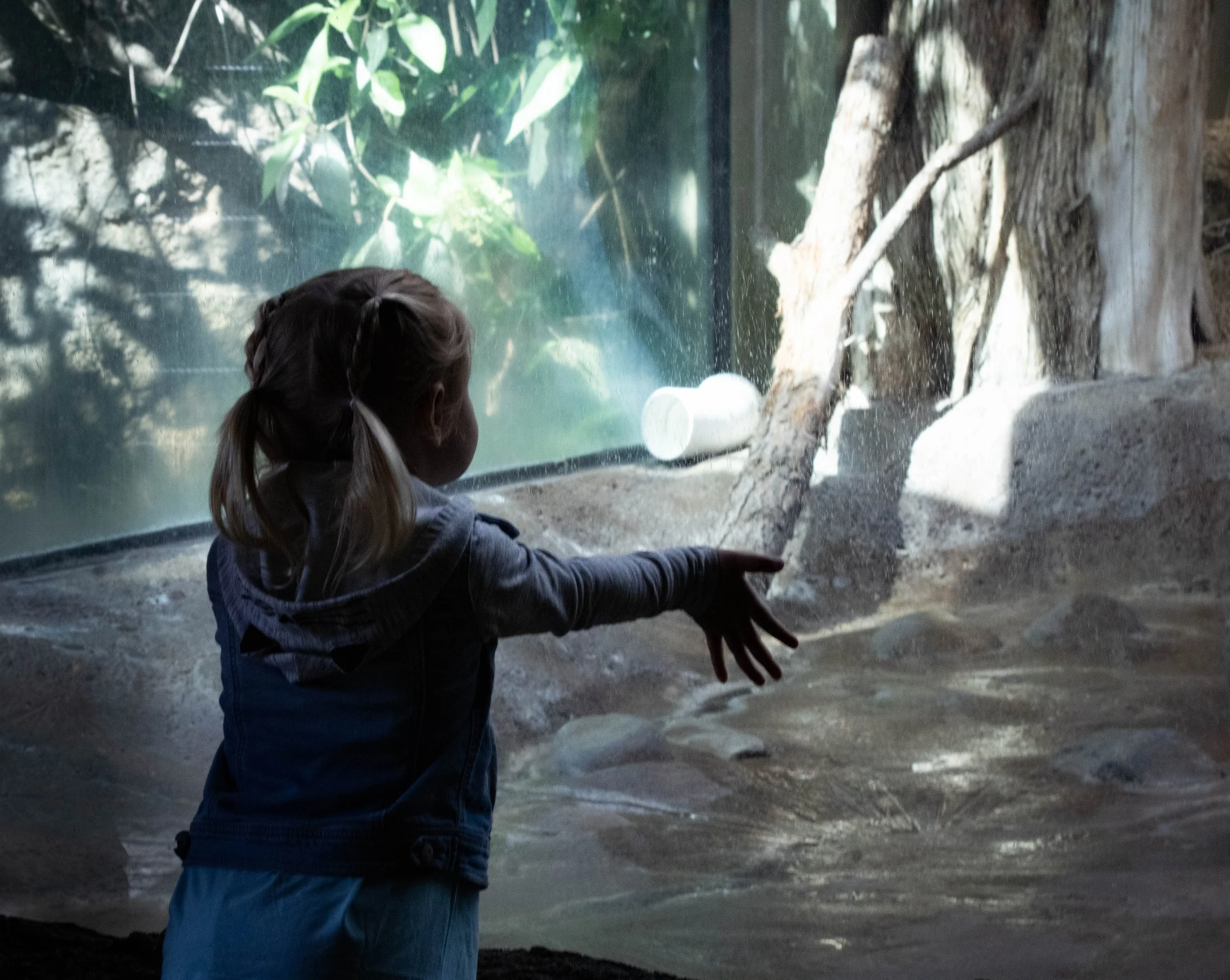 A young girl with blonde hair tied in ponytails, wearing a dark jacket, standing in front of a large glass enclosure at a zoo or animal exhibit, observing a naturalistic habitat with rocks, trees, and plants.