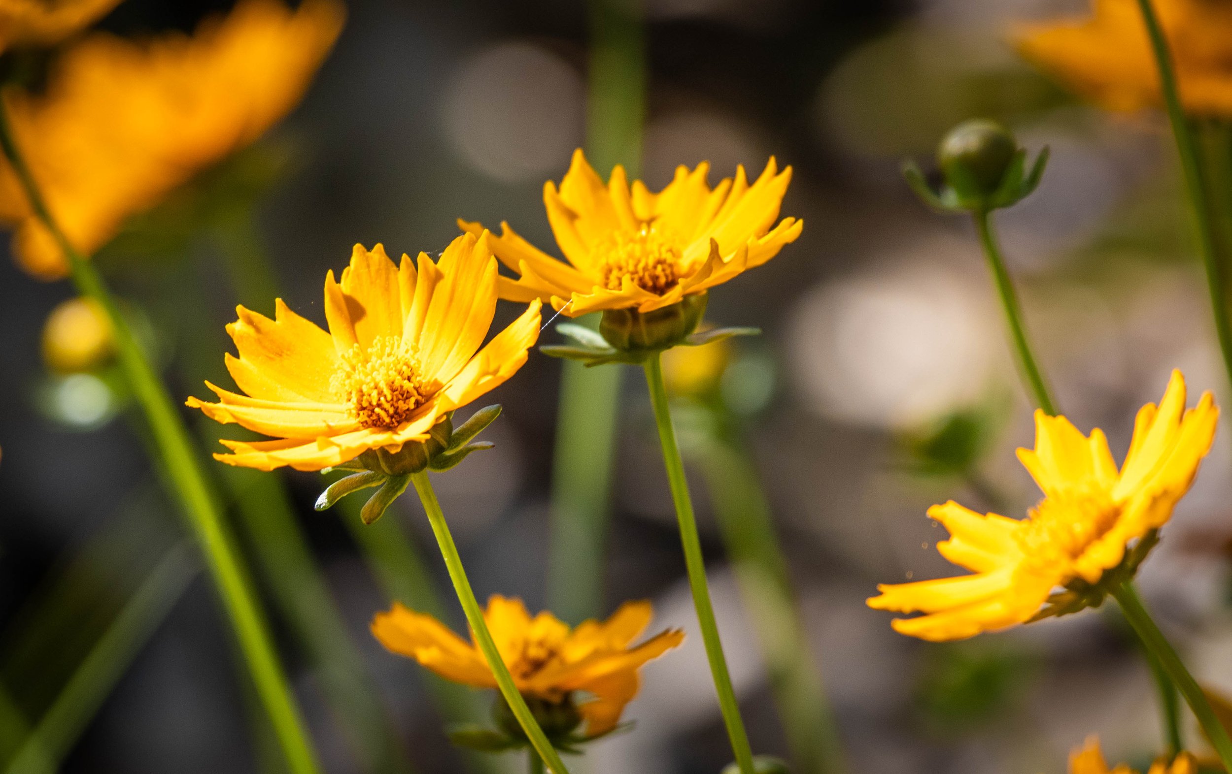 flowers (1 of 1).jpg
