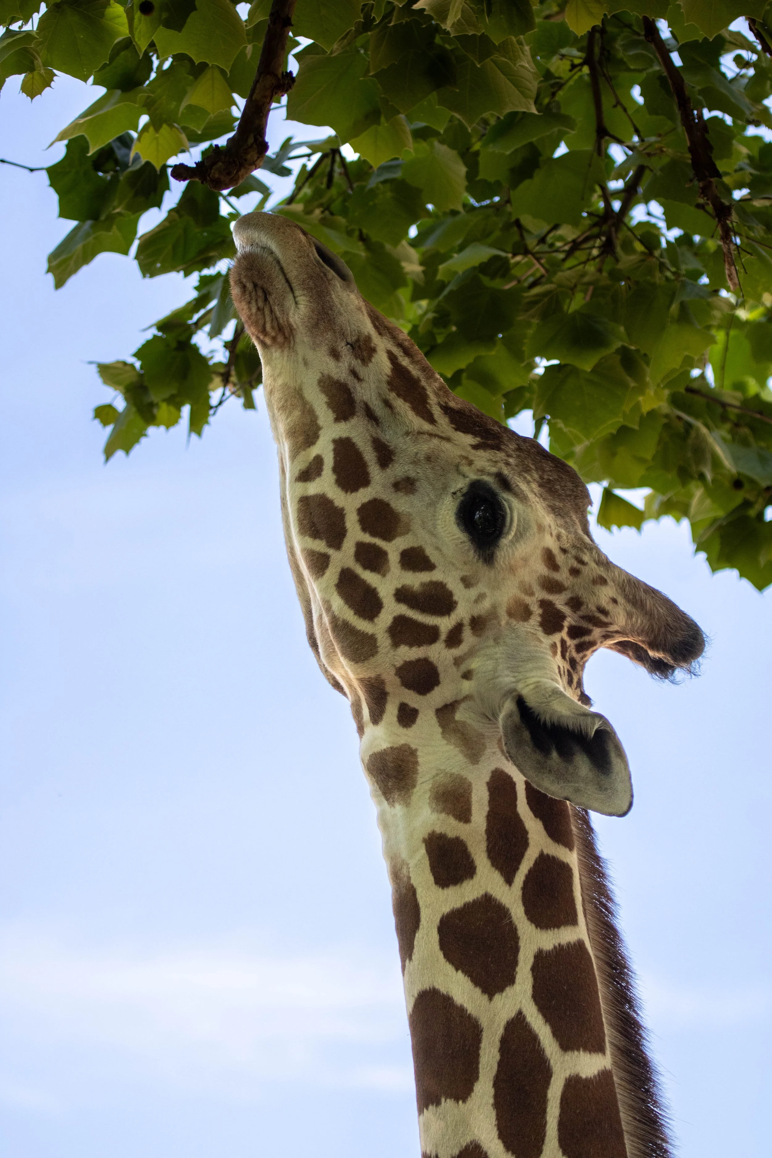 Giraffe tree (1 of 1).jpg