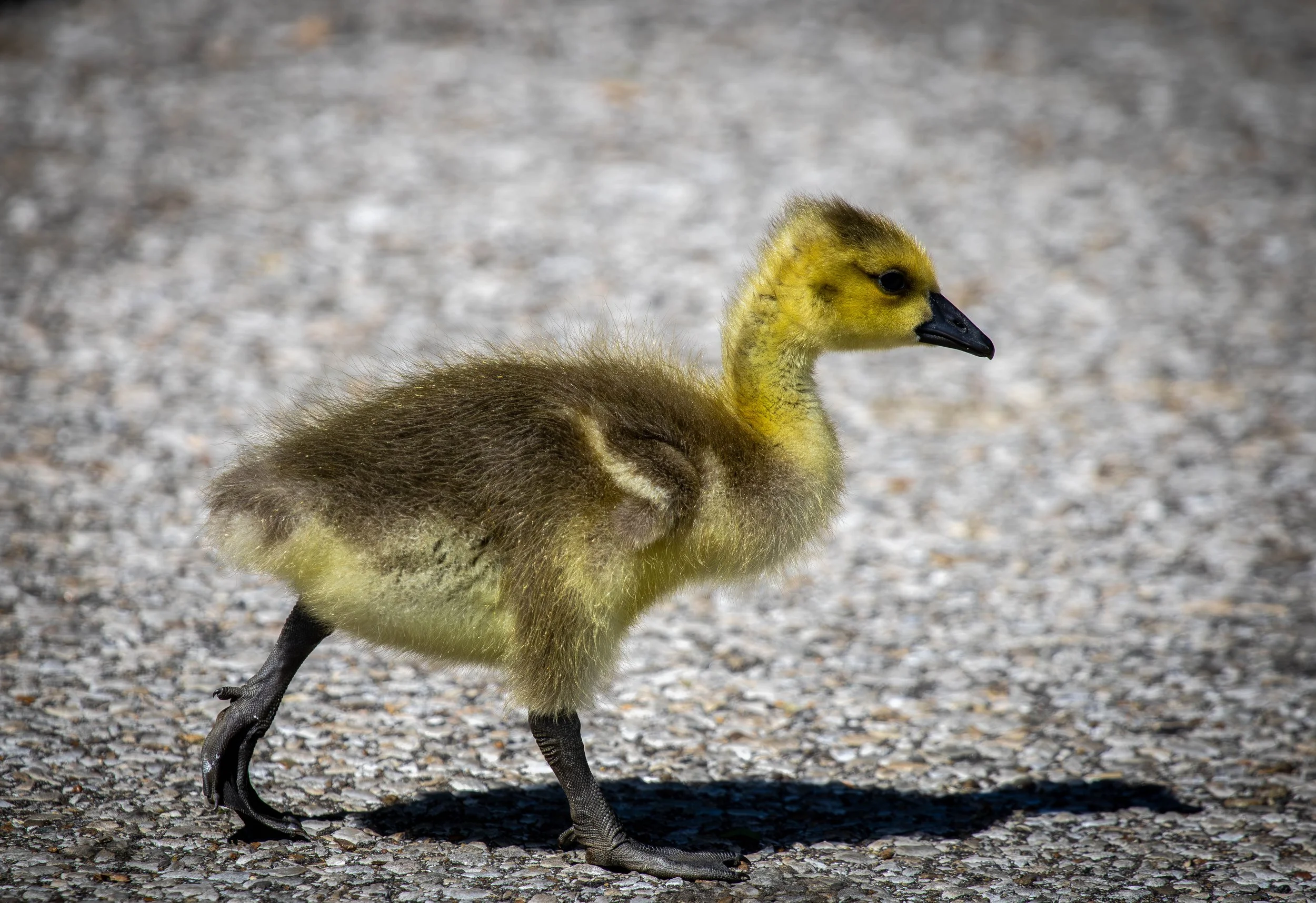 Baby goose (1 of 1).jpg