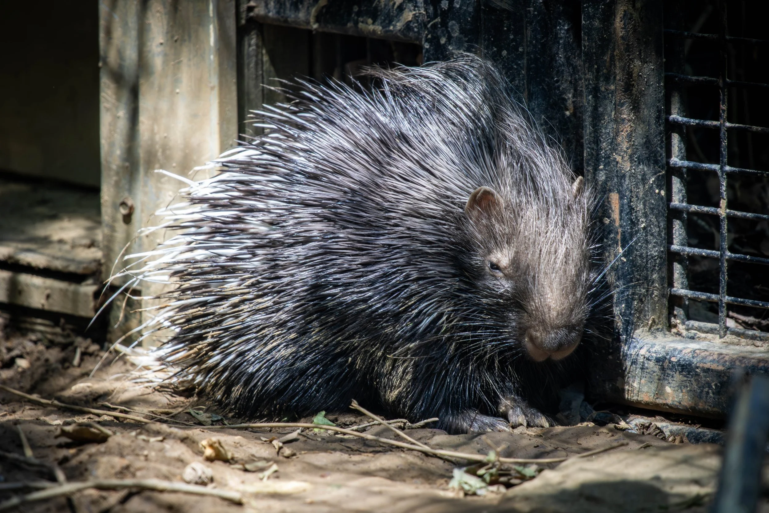 Cape Porcupine baby (1 of 1) (1).jpg