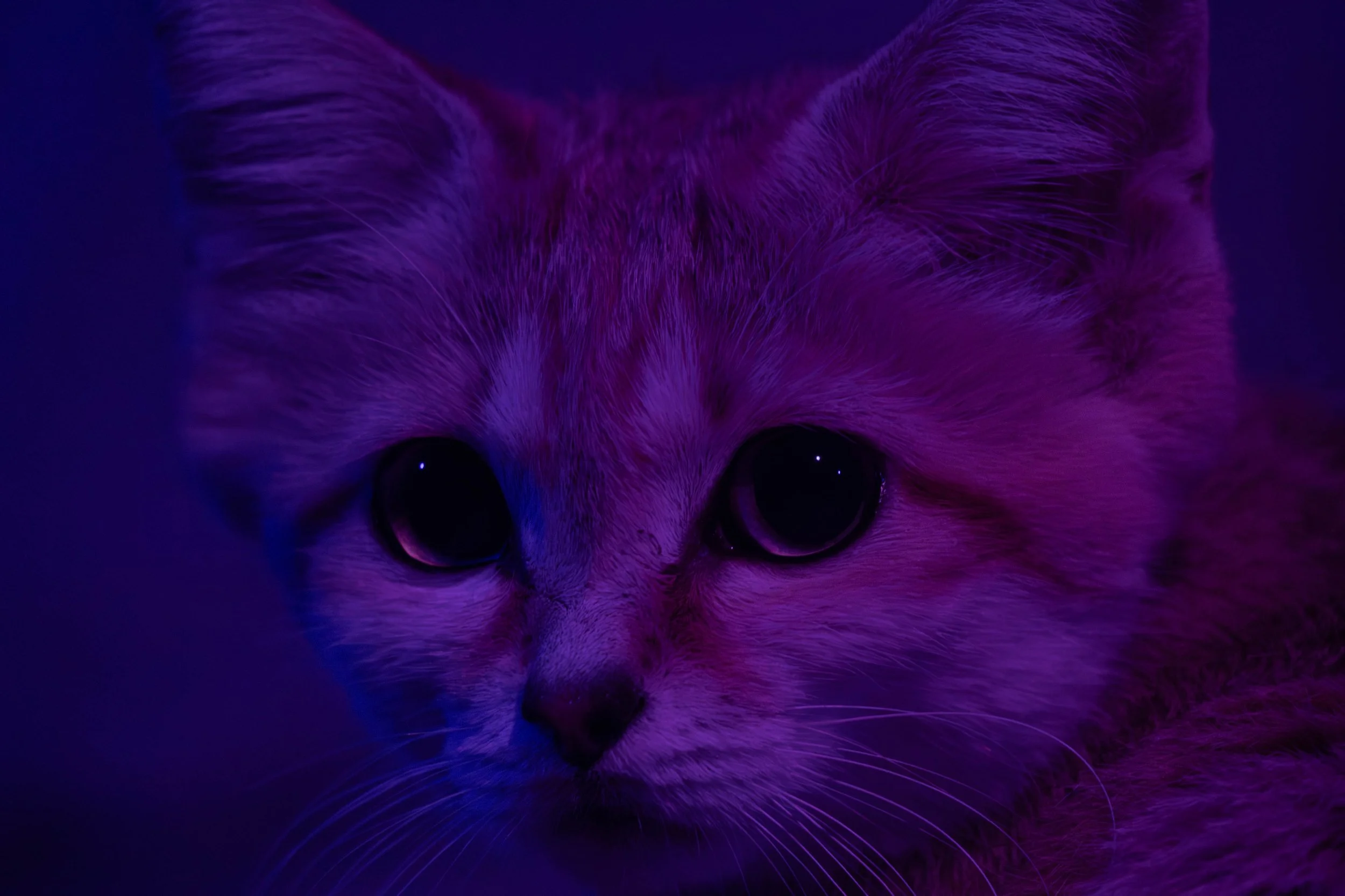 Copy of sand cat 2 (1 of 1).jpg
