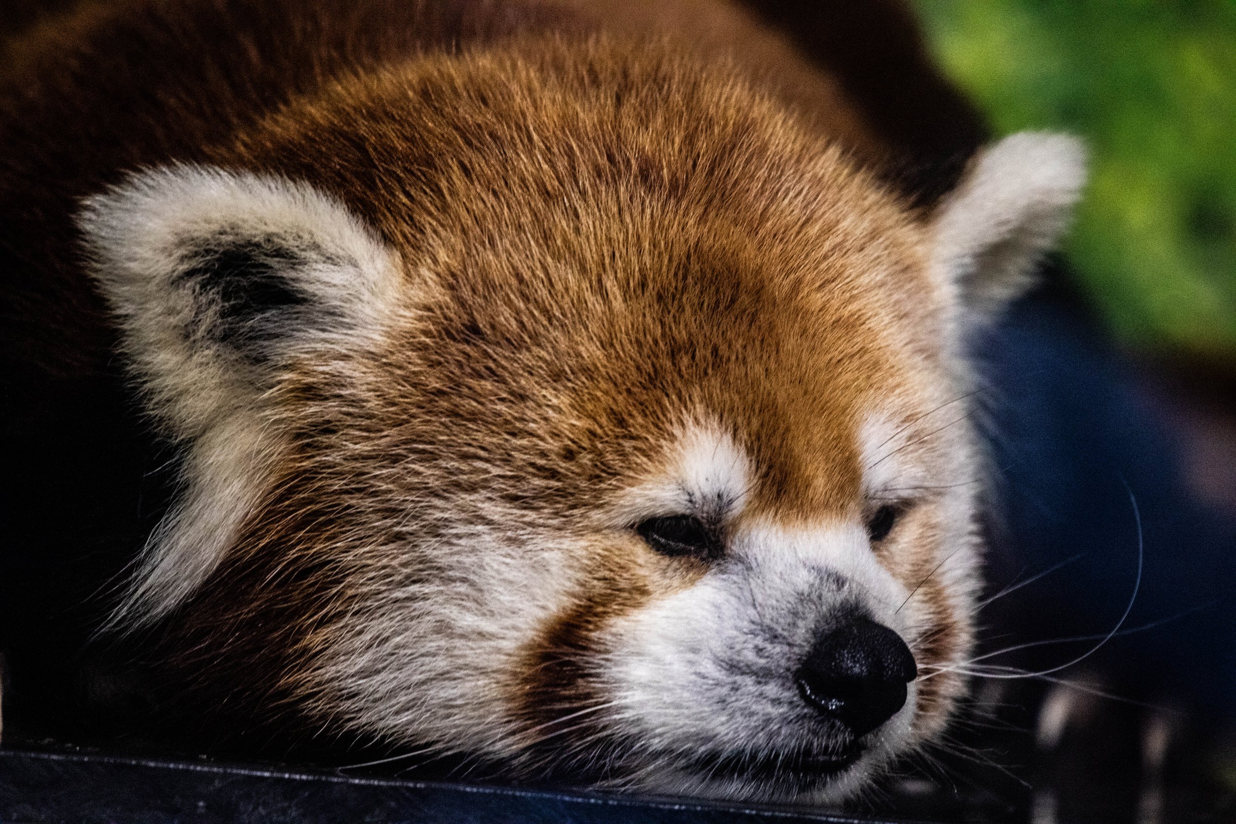 Copy of red panda (1 of 1).jpg