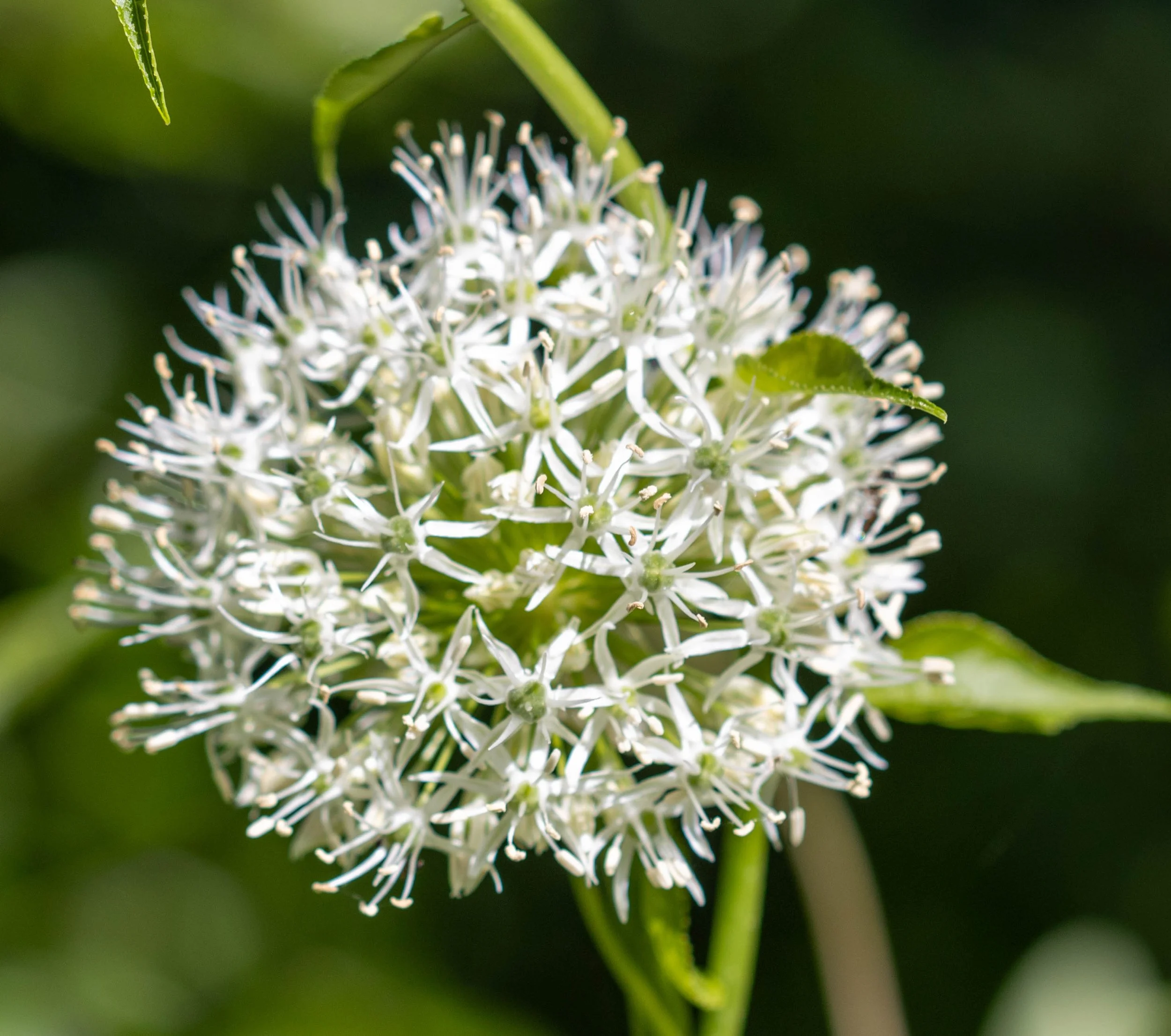 Copy of flower 3 (1 of 1).jpg