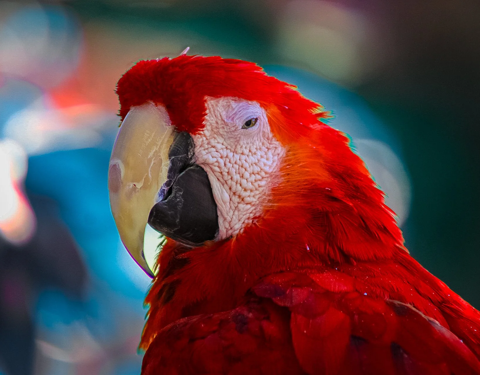 Copy of Scarlet Macaw.jpg