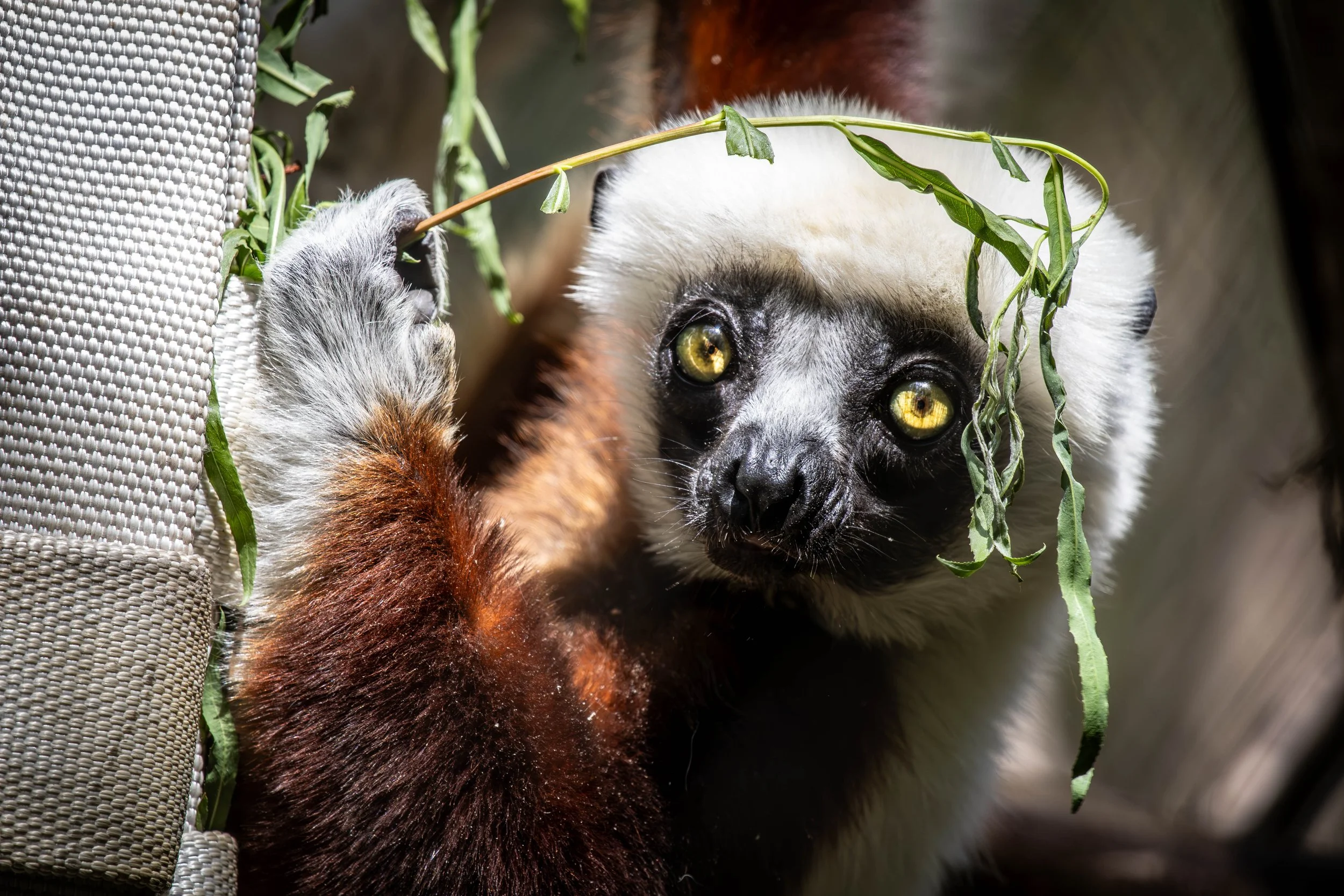 A close-up of a lemur with striking yellow eyes, holding a leafy branch, next to a textured surface, possibly a part of its enclosure.