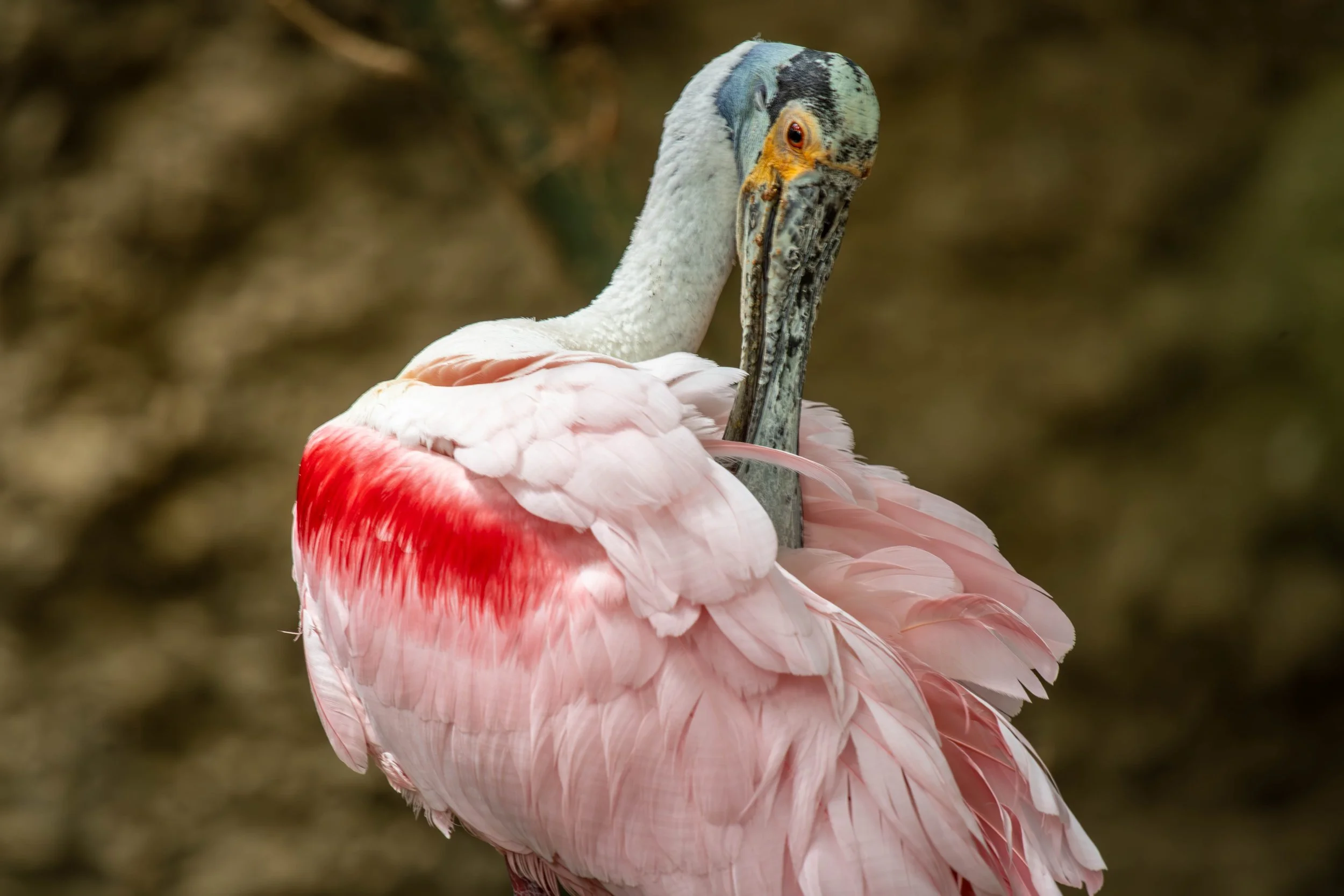 Copy of Spoonbill (1 of 1).jpg