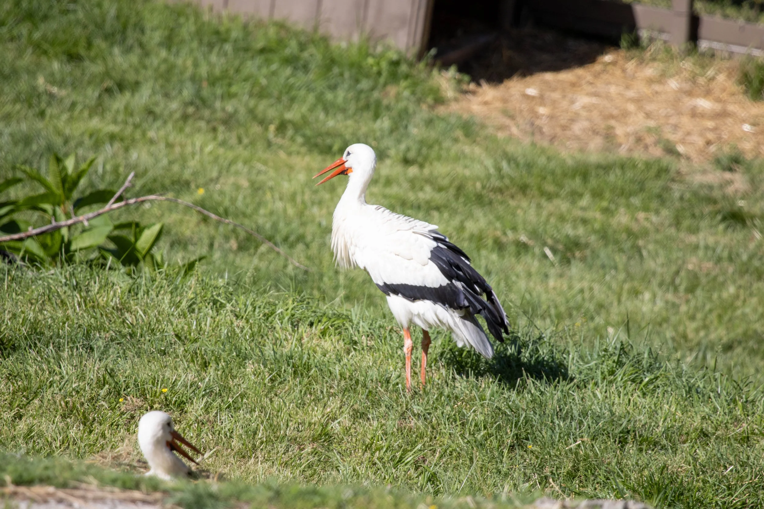 white stork (1 of 1).jpg