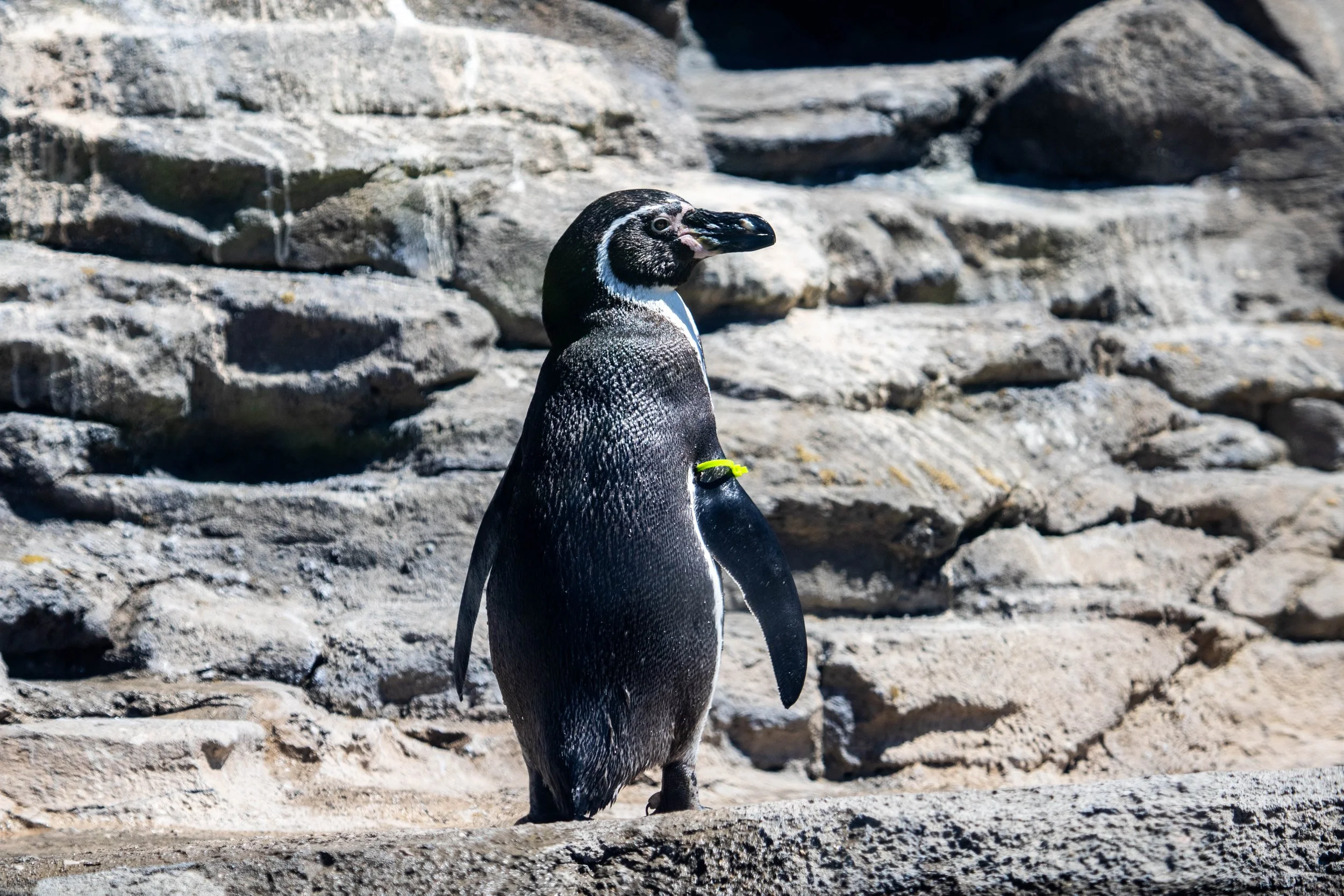 Penguin (1 of 1).jpg