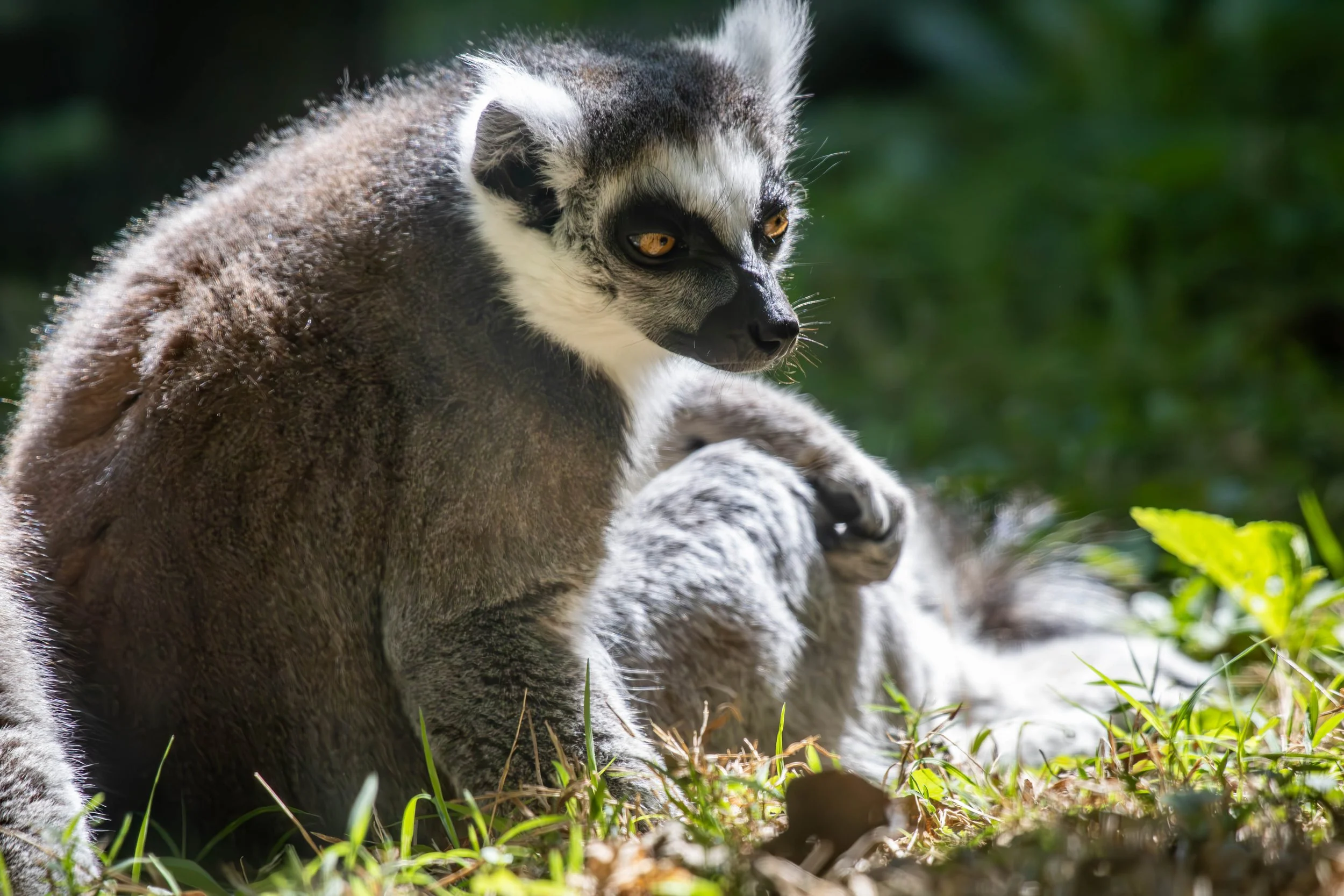Copy of Ring Tail Lemur.jpg