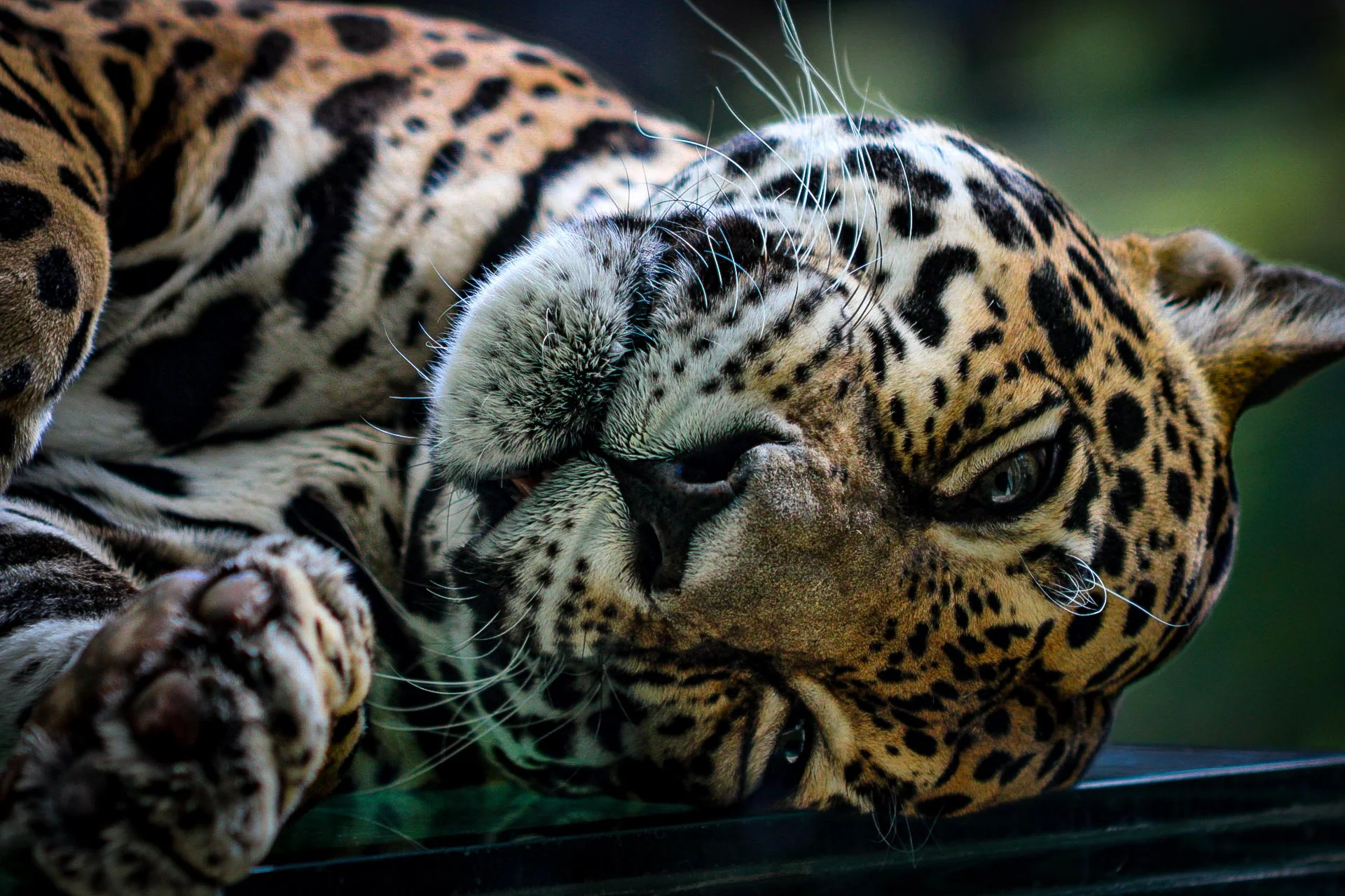 Copy of Jaguar.jpg