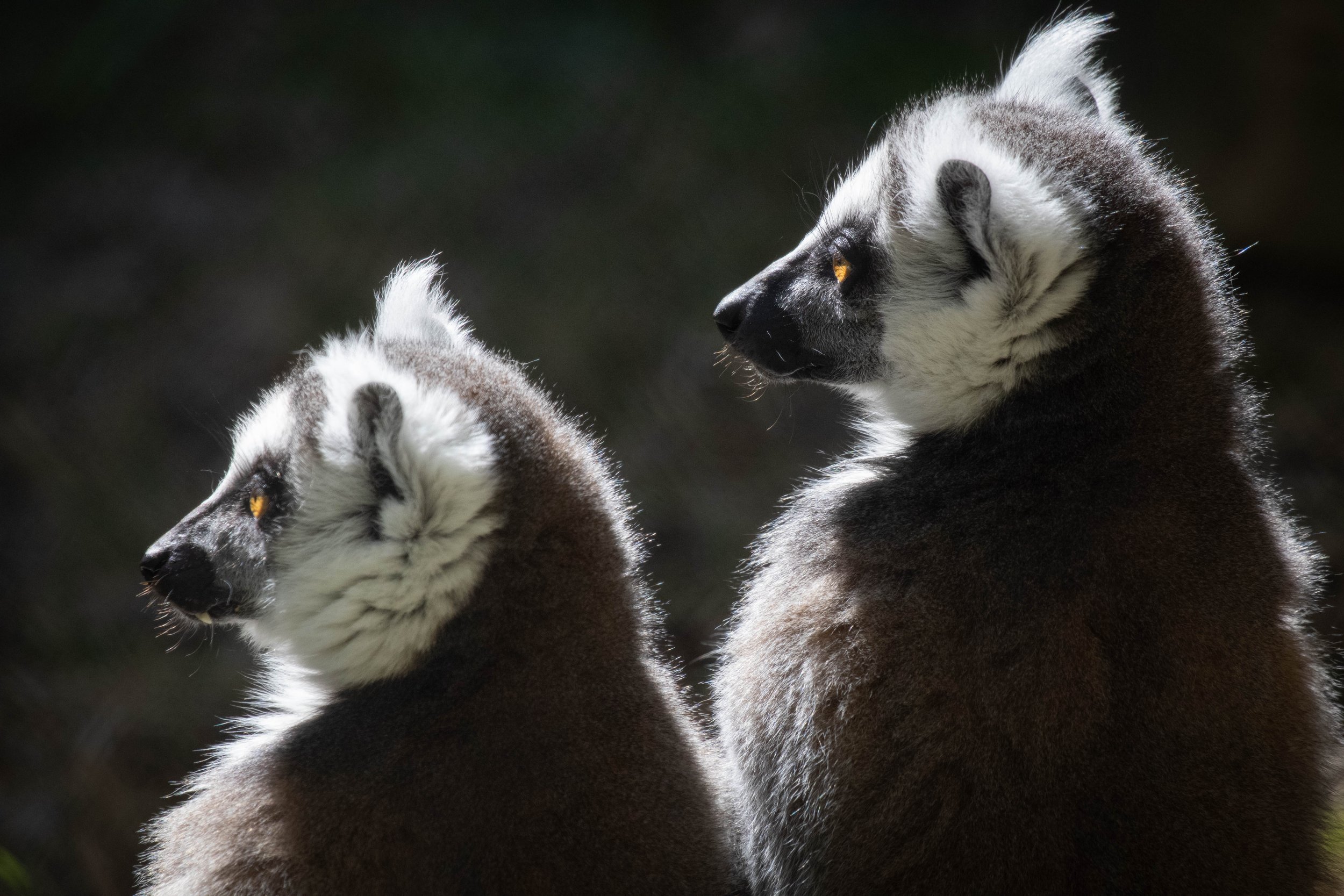 Copy of Ring-tailed lemur.jpg