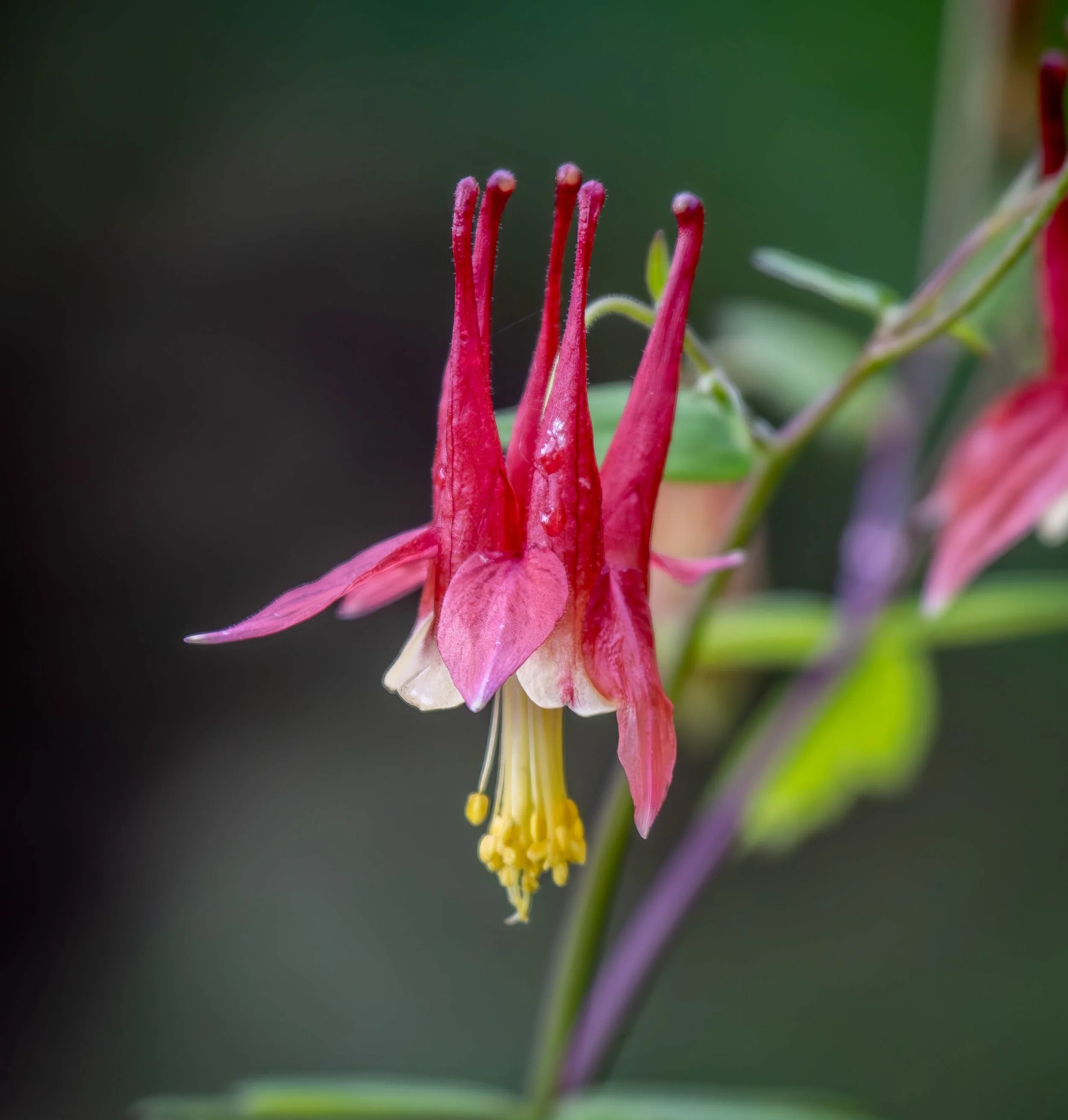 flower 3 (1 of 1).jpg