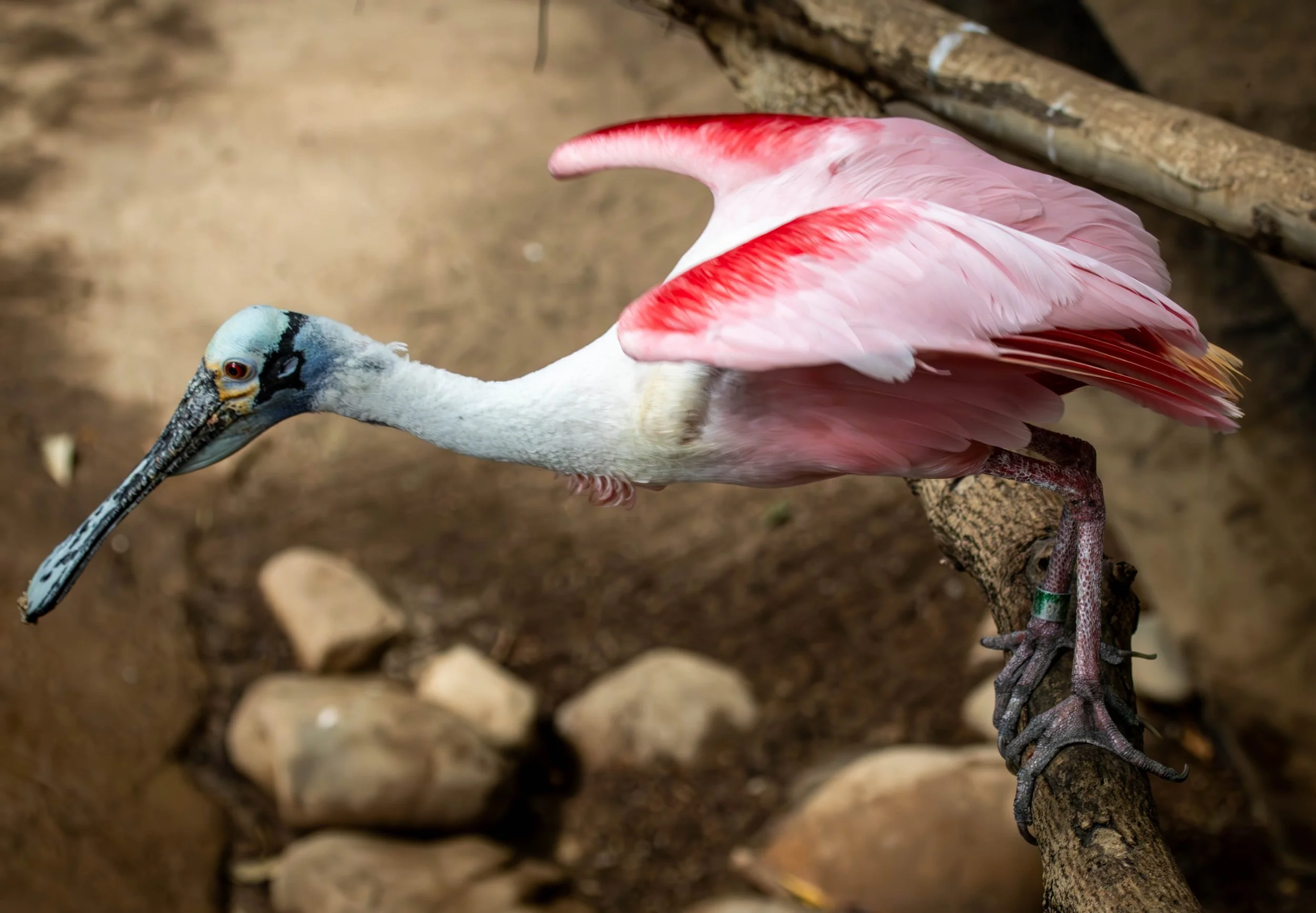 spoonbill (1 of 1).jpeg