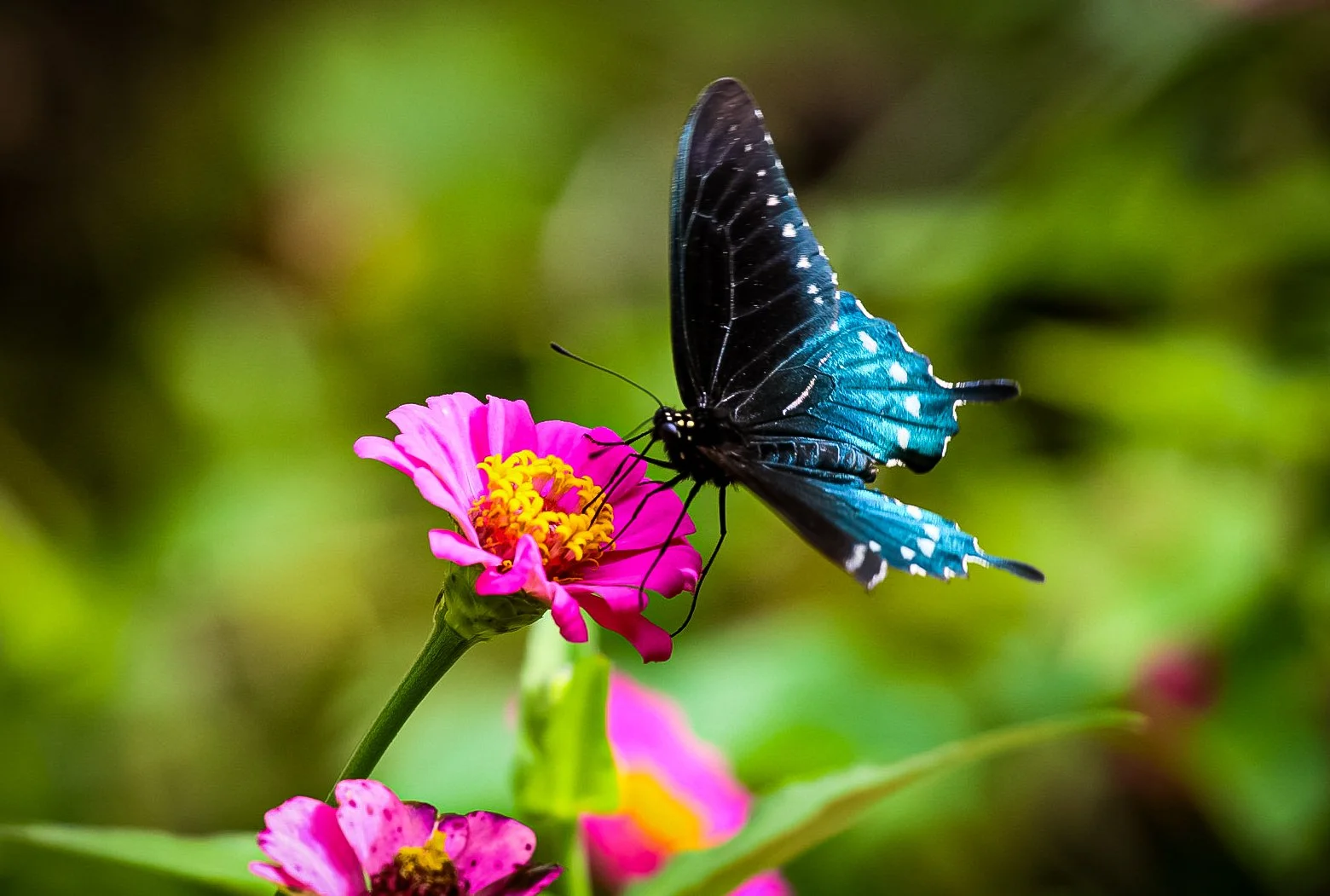 A vibrant blue butterfly with black wings and white spots on a pink flower with yellow center, set against a soft green background.