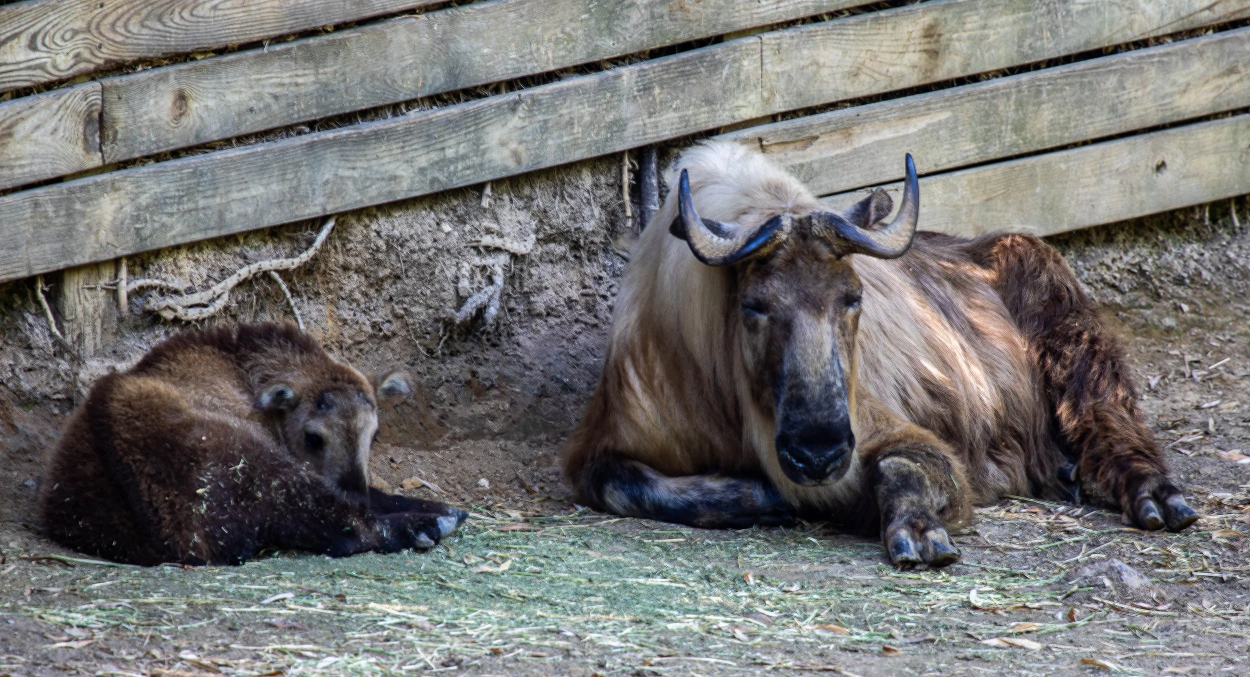 takin with baby (1 of 1).jpg