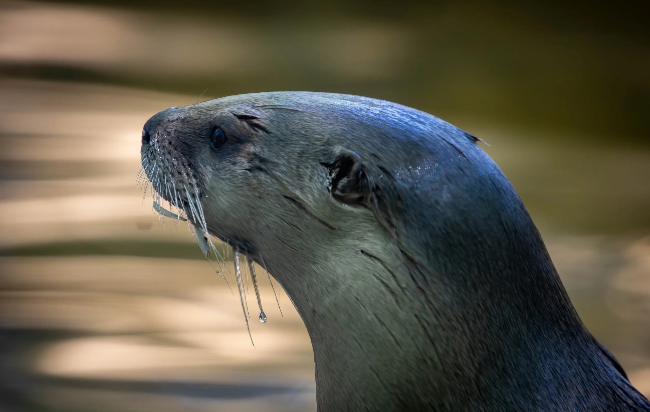 Copy of otter 4 (1 of 1).jpg