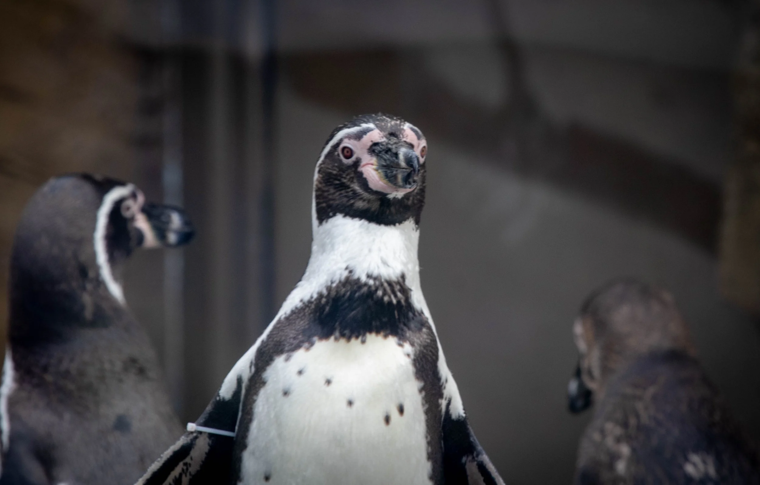 Copy of Humboldt Penguin(1).jpg