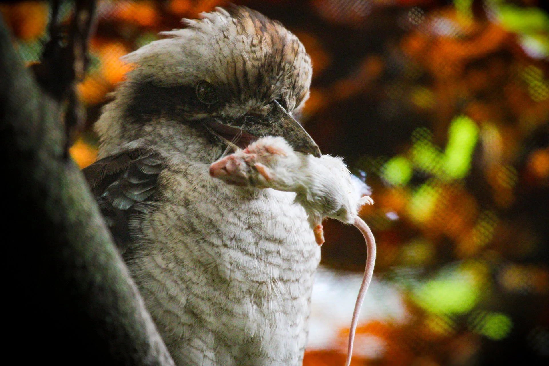 Copy of Kookaburra.jpg