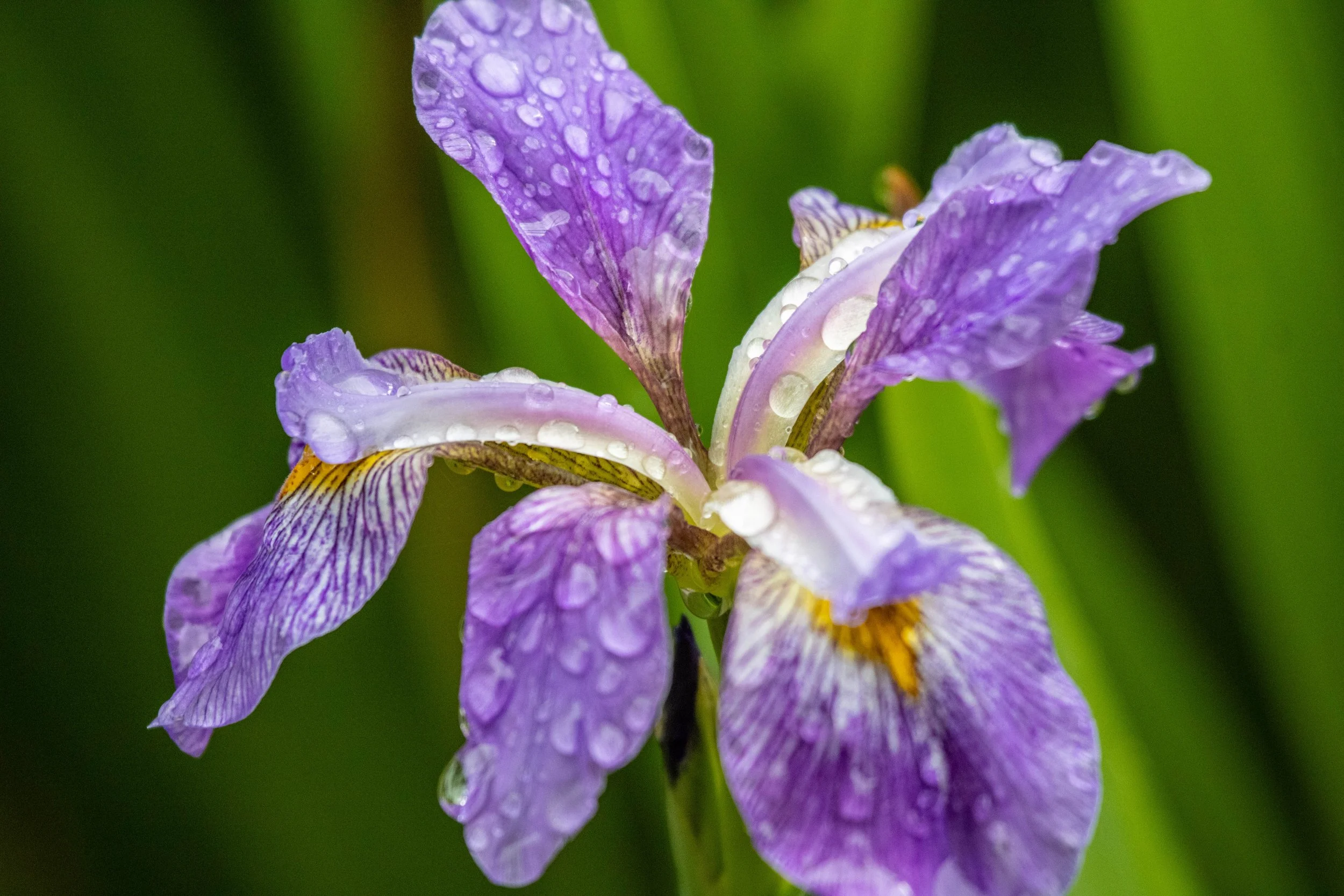 flower 2 version 2 (1 of 1).jpg