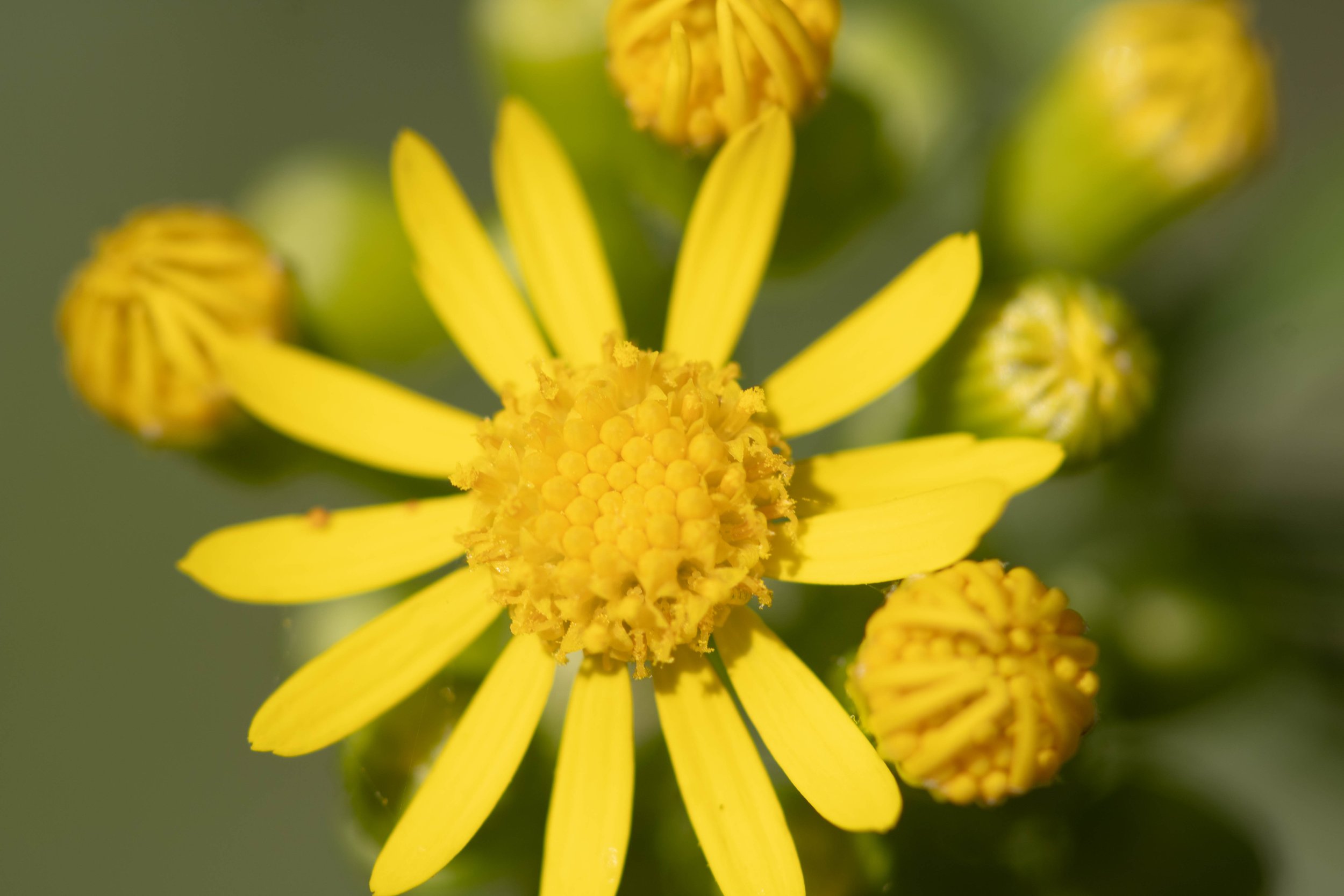 Copy of flower 1 (1 of 1).jpg