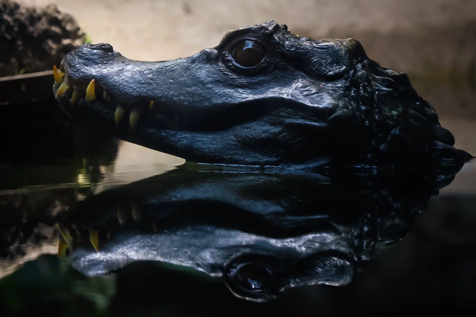 Copy of Dwarf Caiman(1).jpg