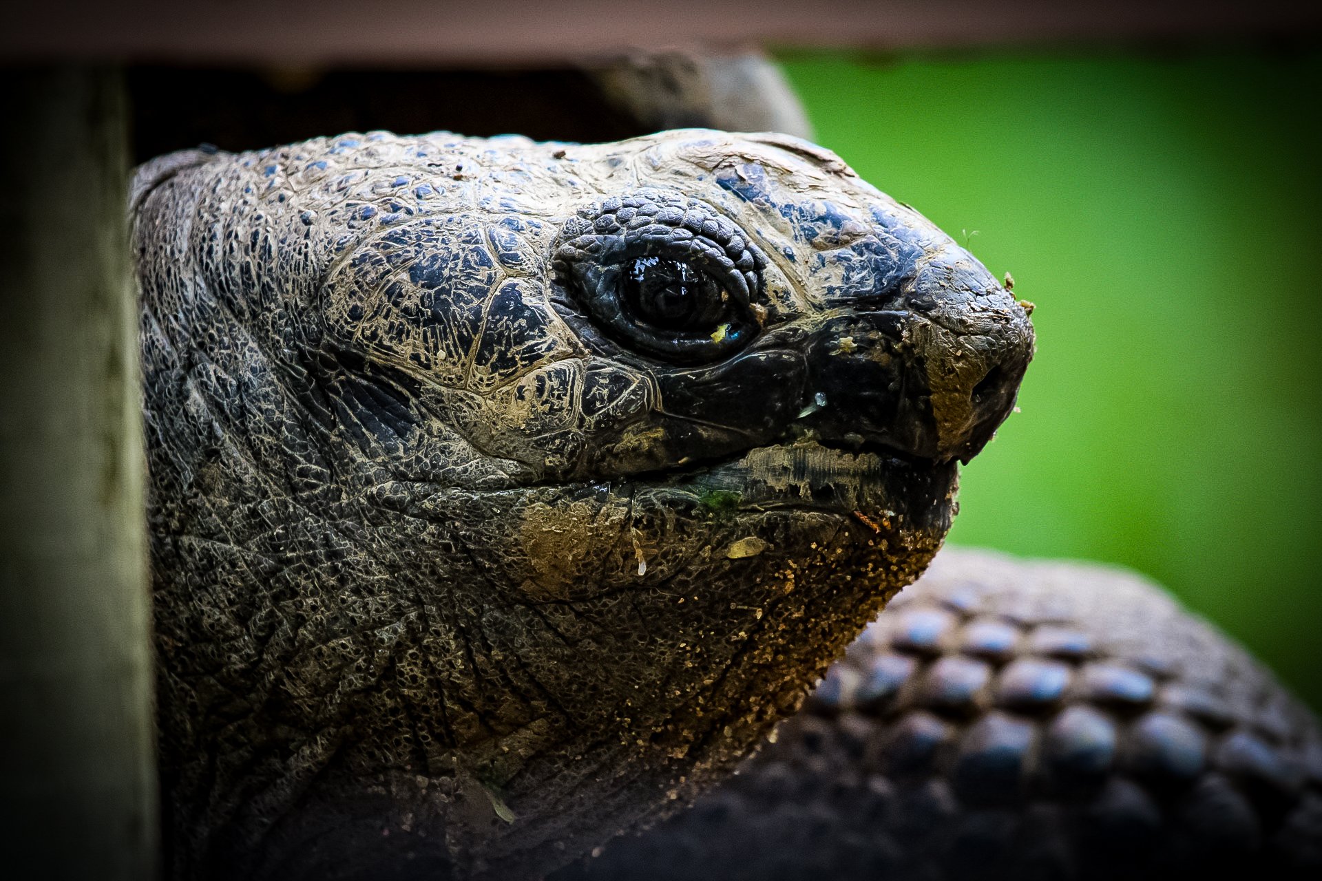 Copy of Tortoise.jpg