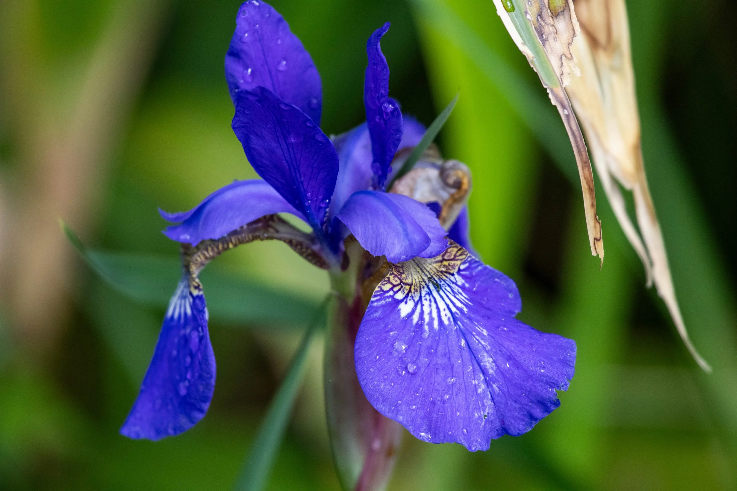 flower 5 (1 of 1).jpg