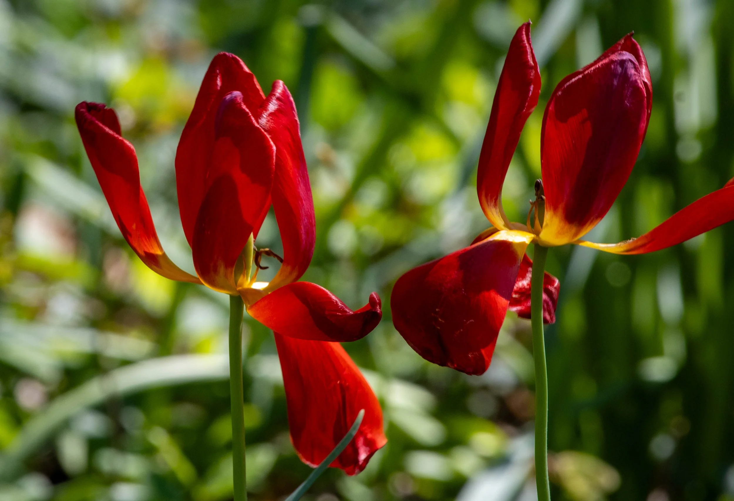 Copy of flowers red (1 of 1).jpg
