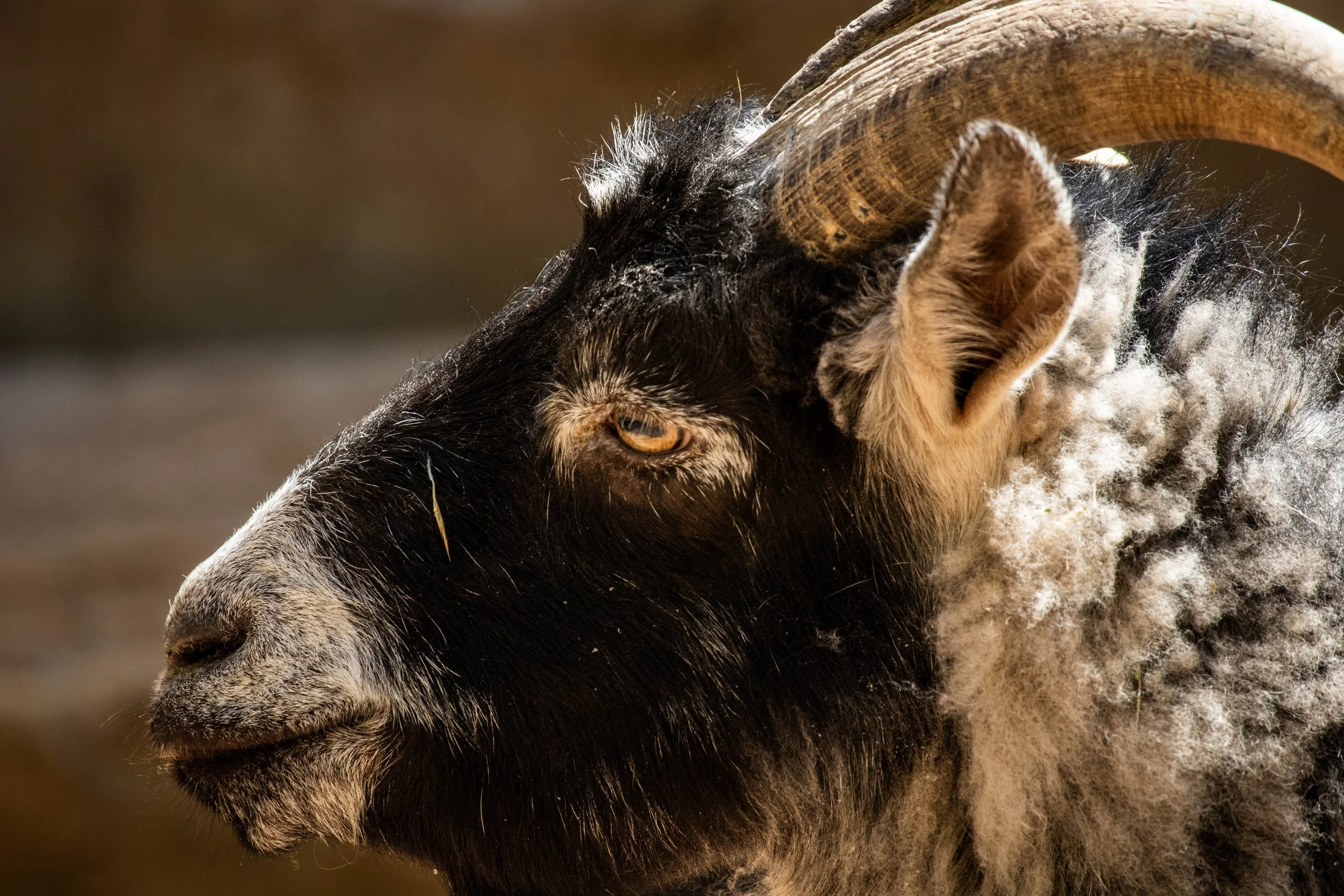 Copy of goat (1 of 1).jpg