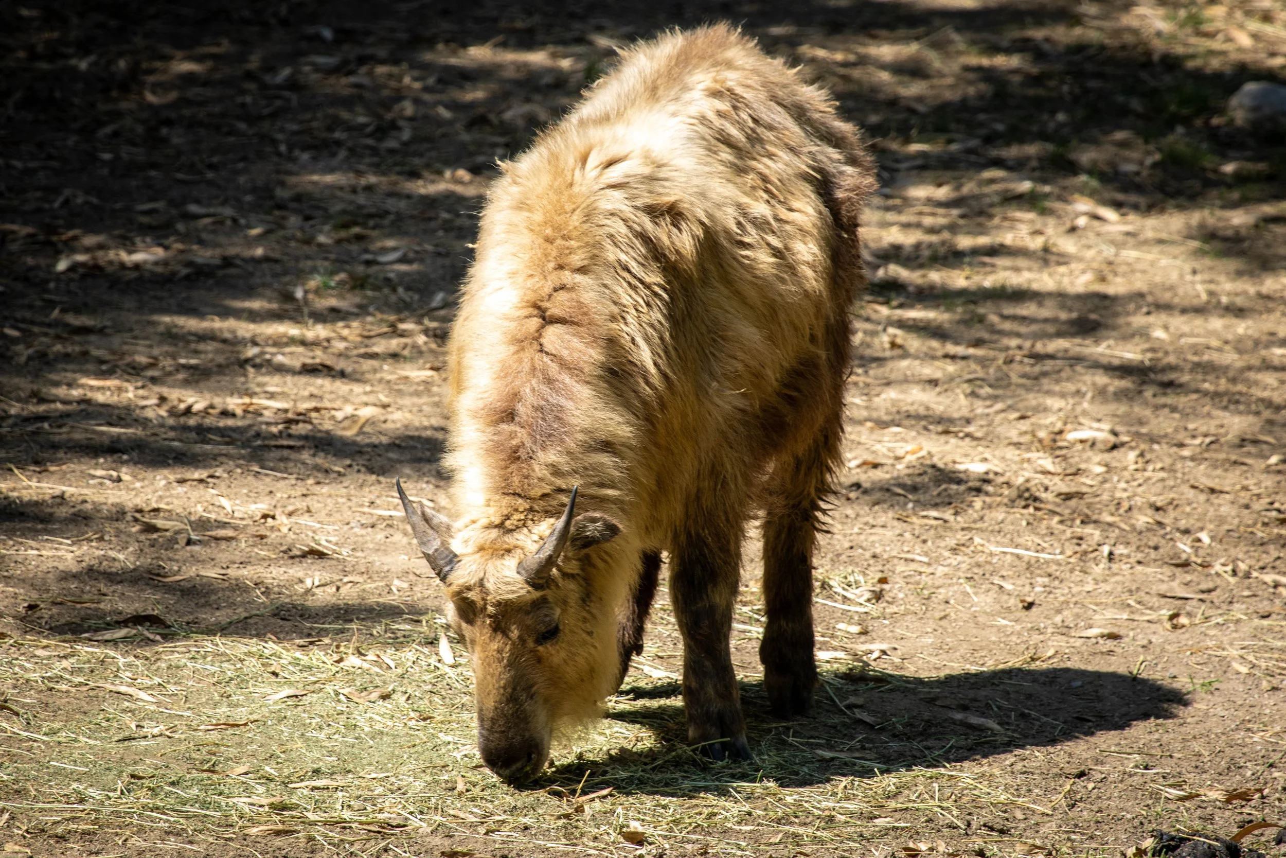 takin (1 of 1)(1).jpg