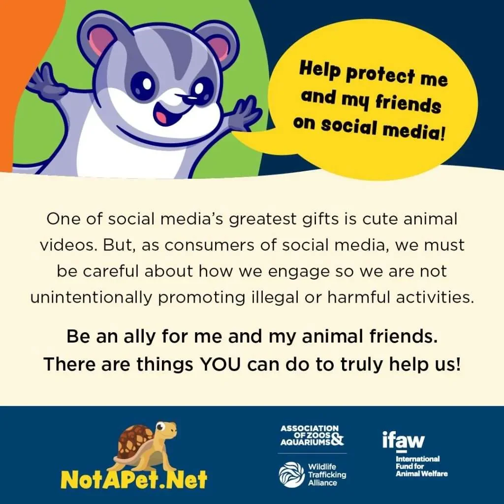 Cute animated animal character, possibly a meerkat or ferret, with a speech bubble saying "Help protect me and my friends on social media!" The image contains an informational message about responsible use of animal videos on social media and features logos from NotAPet.Net, the Association of Zoos & Aquariums, the Wildlife Trafficking Alliance, and the International Fund for Animal Welfare.