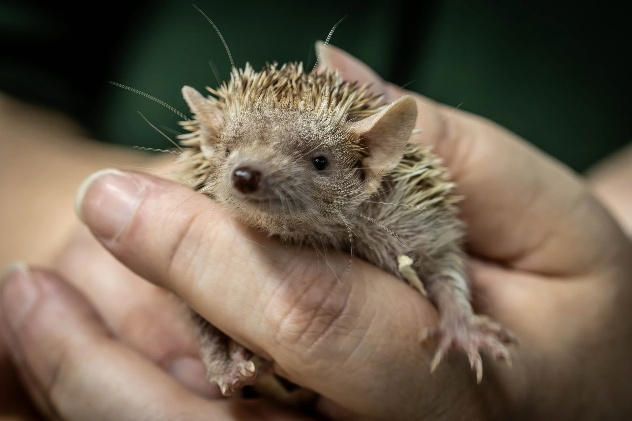 A tiny hedgehog being gently held in a person’s hand with a dark, out-of-focus background.