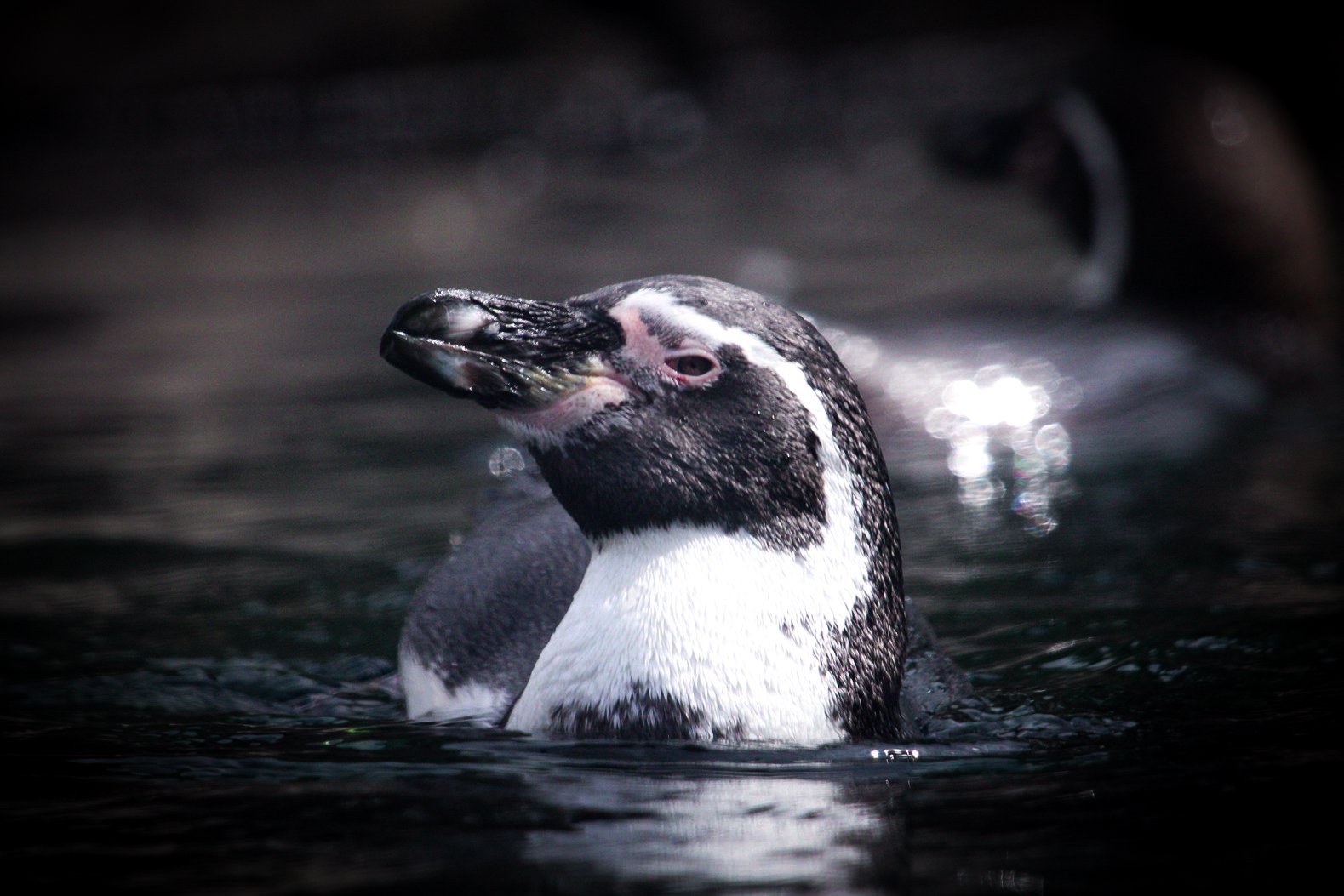Copy of Humboldt Penguin(2).jpg