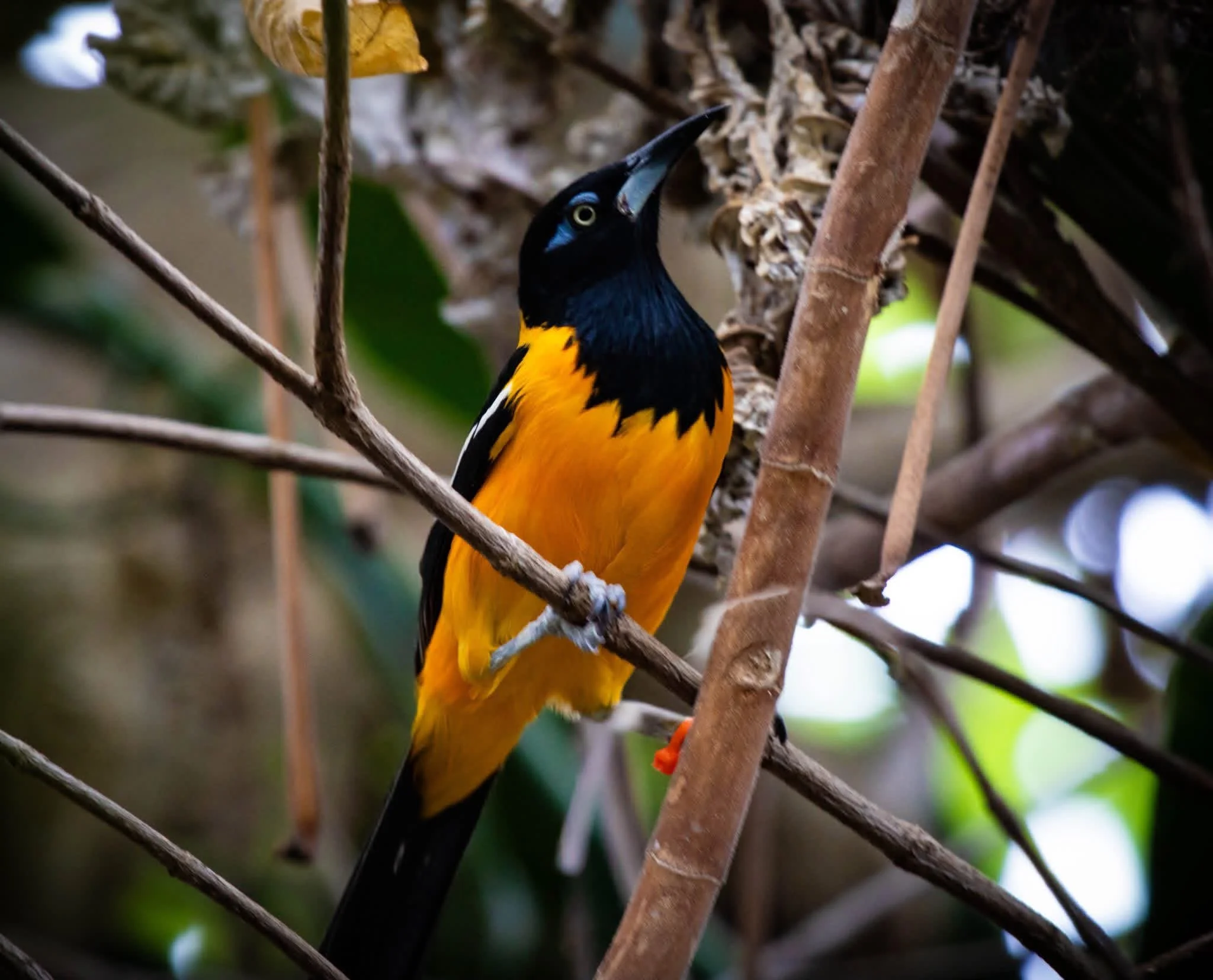 Copy of Venezuelan Troupial(1).jpg