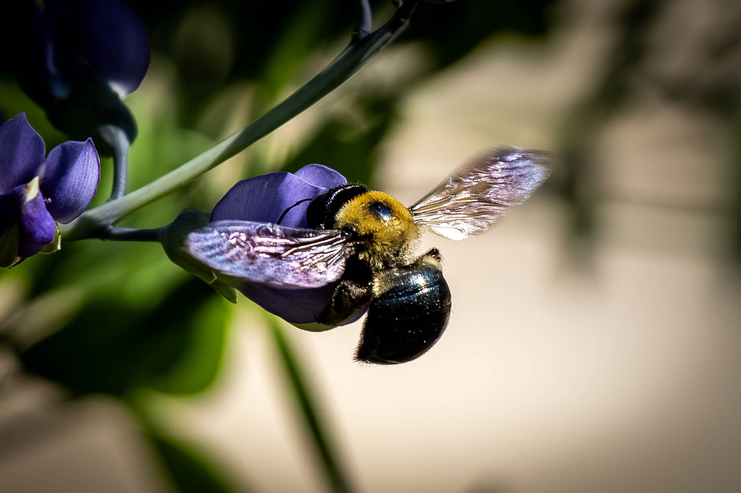 bee (1 of 1).jpg