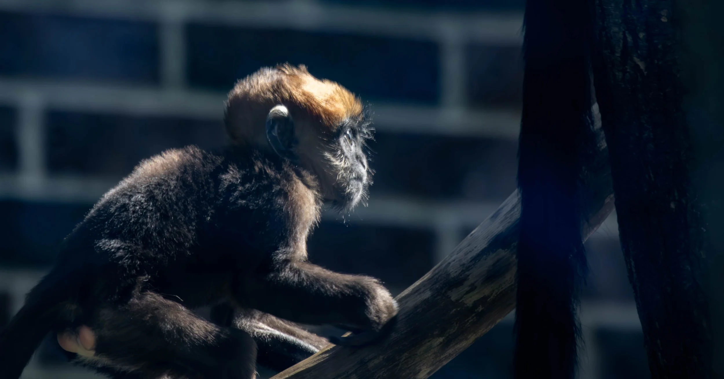 Copy of Baby Francois Langur (fern)(4).jpg