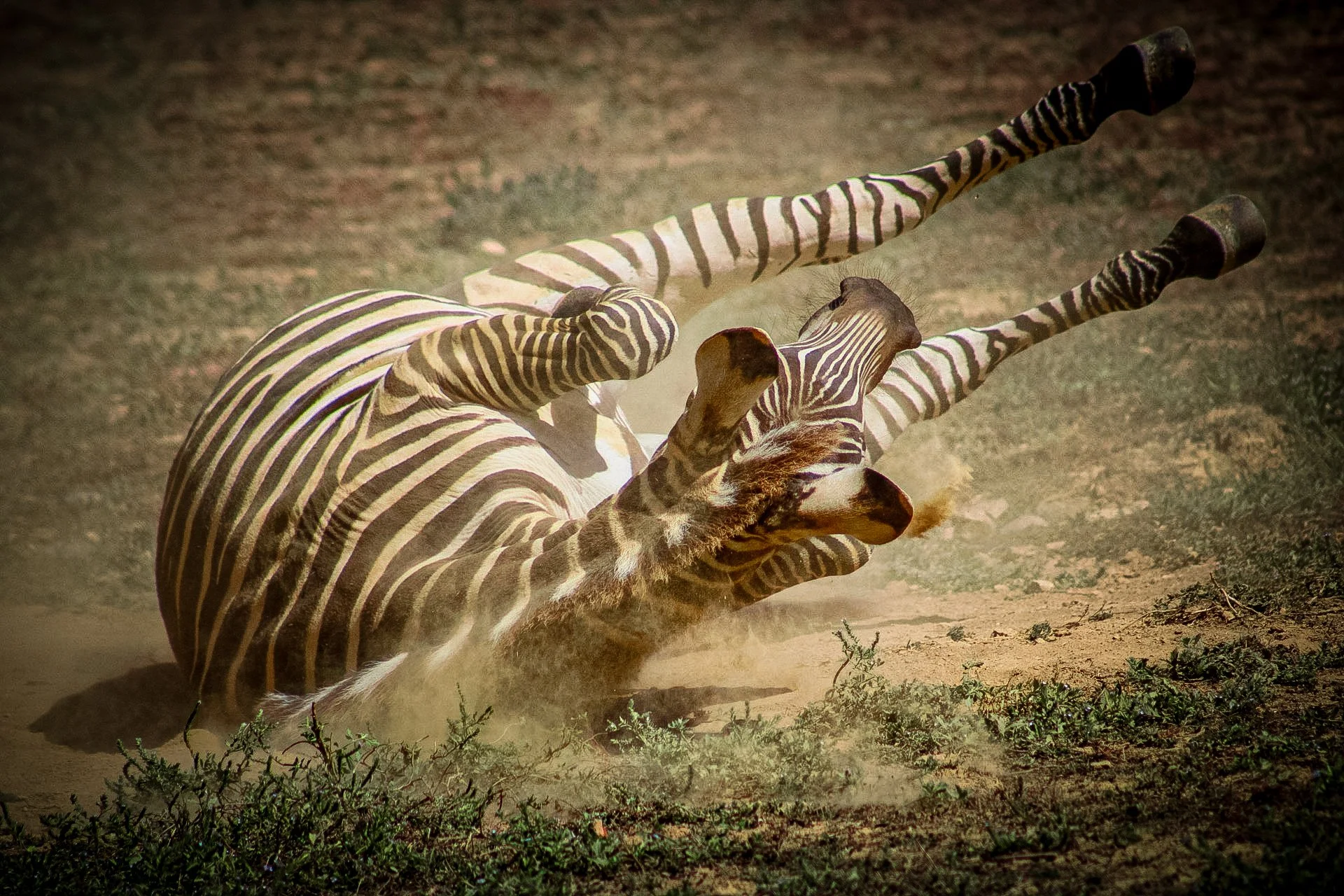 Copy of Zebra(1).jpg